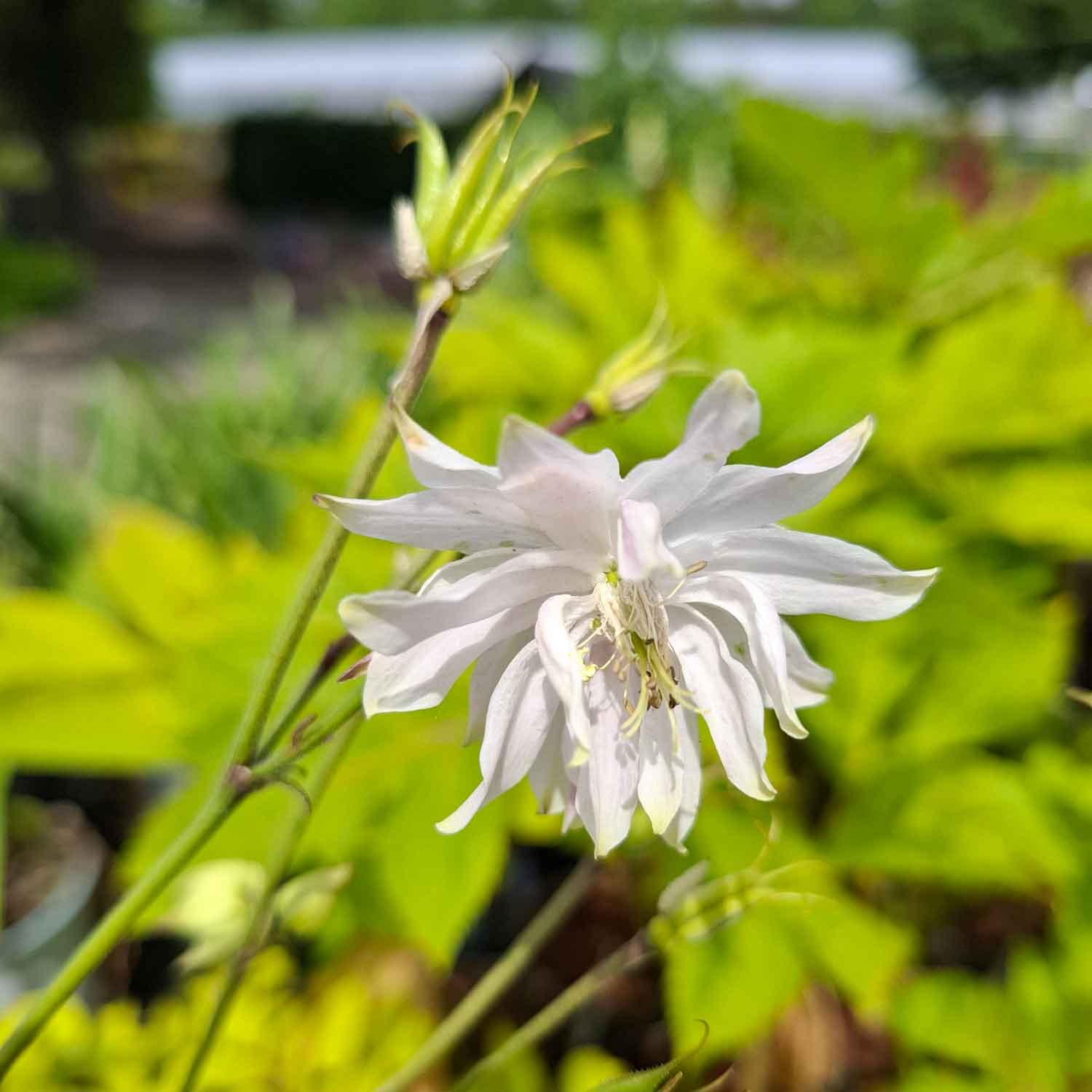 Aquilegia vulgaris 'Green Apples' 11C