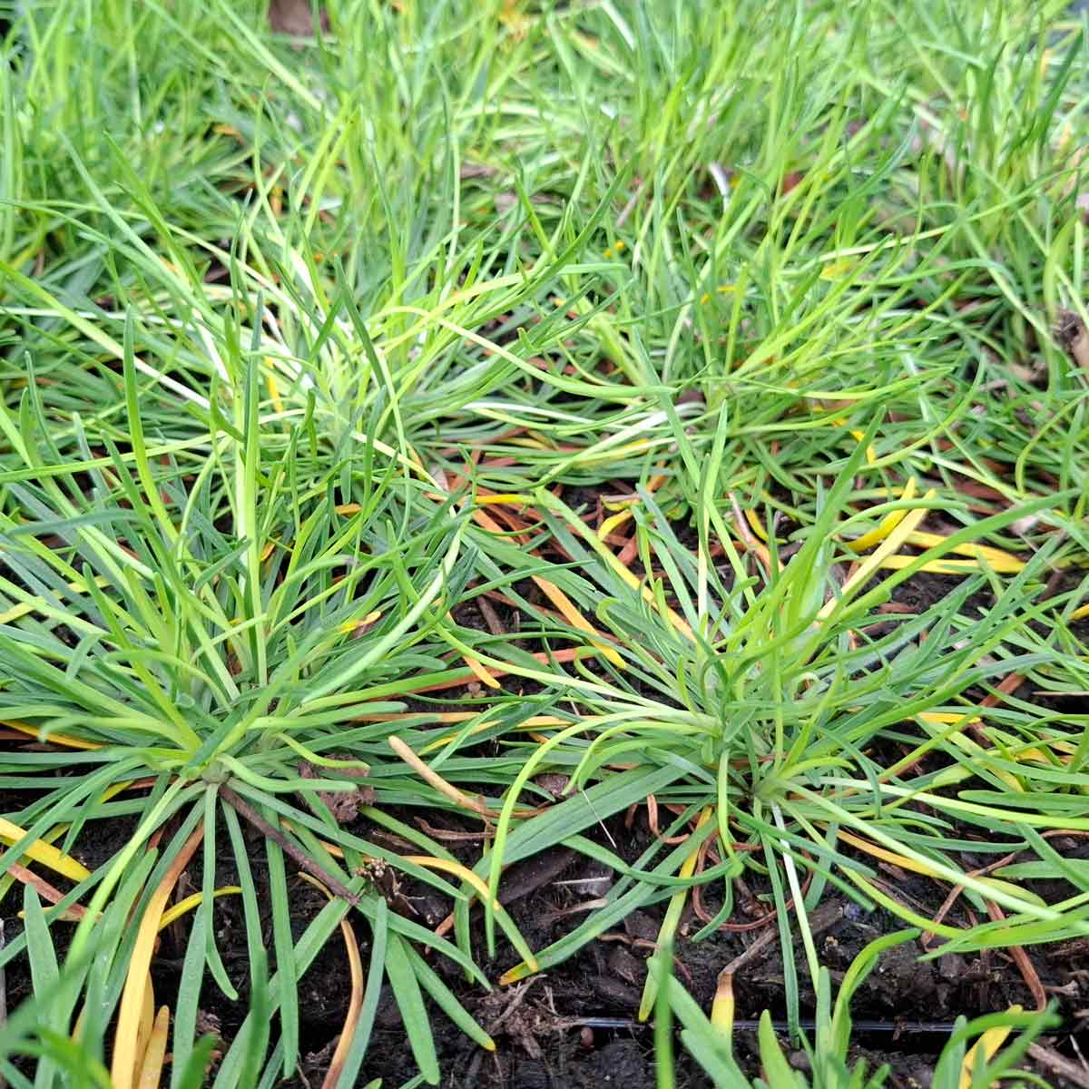 Armeria m. 'Alba' P9