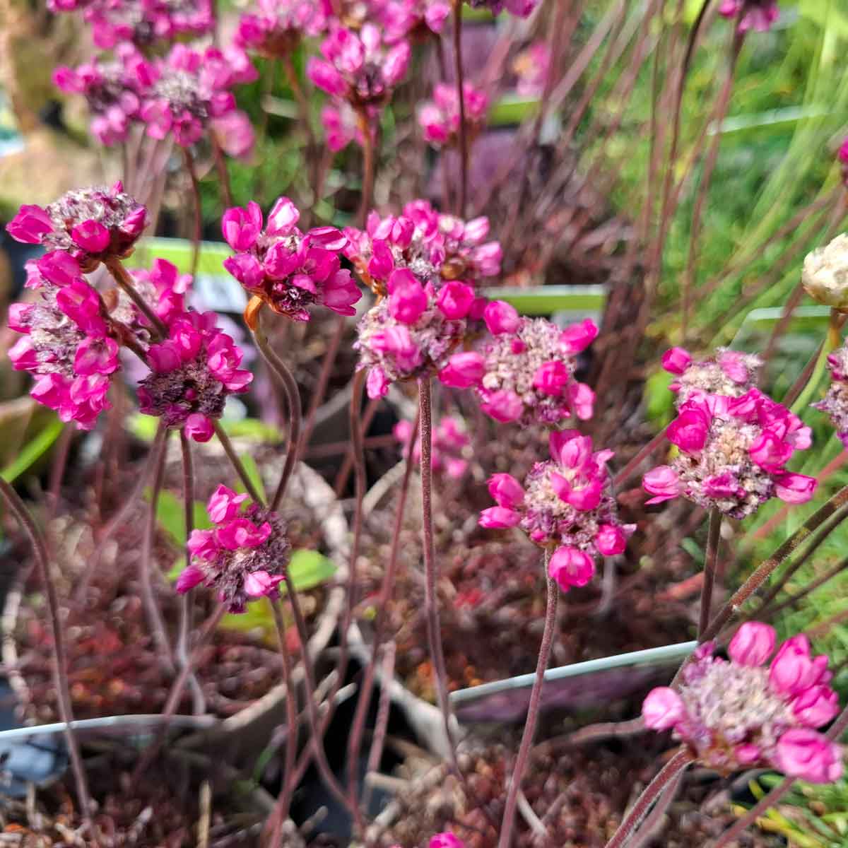 Armeria maritima 'Vesuvius' 11C