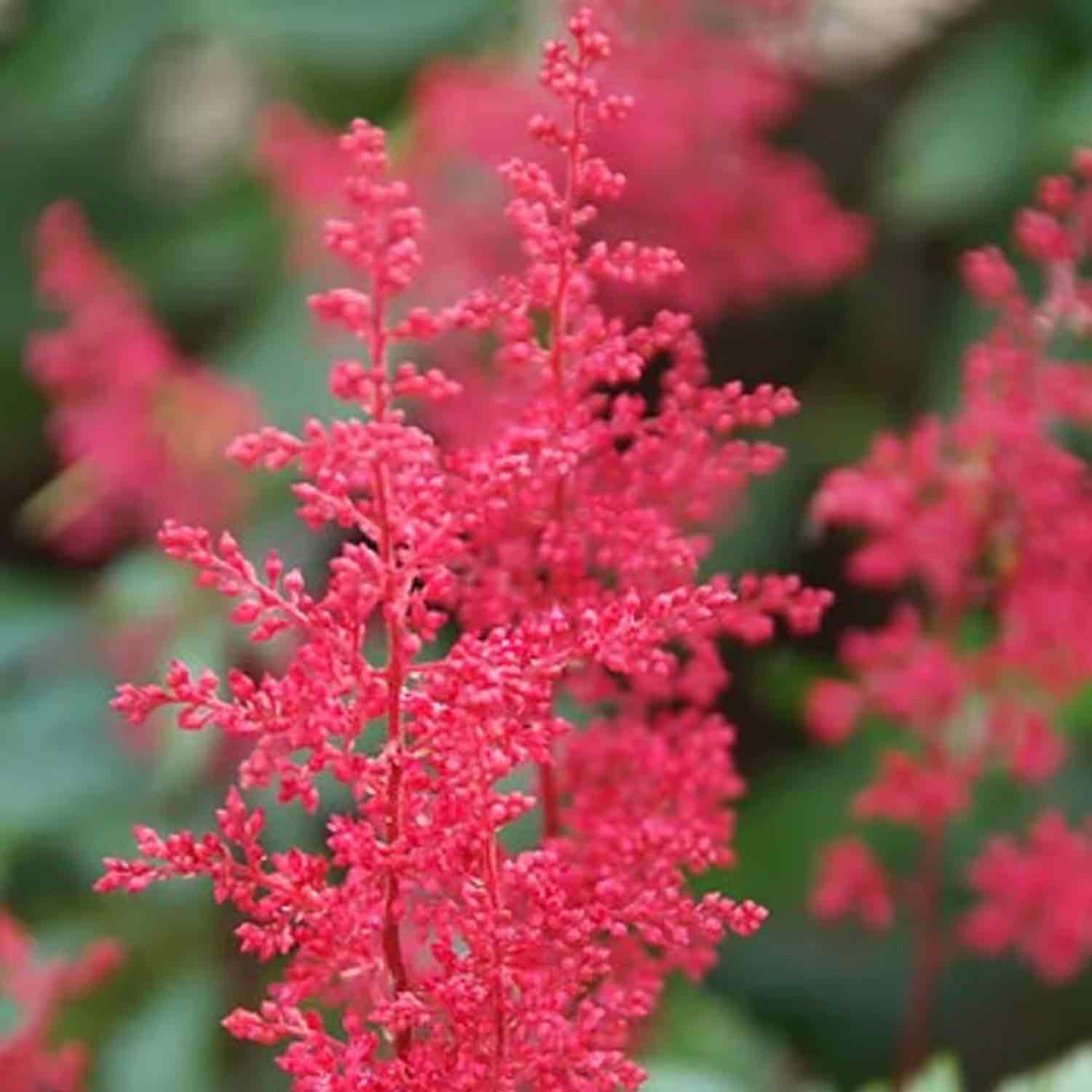 Astilbe (J) 'Montgomery' P9