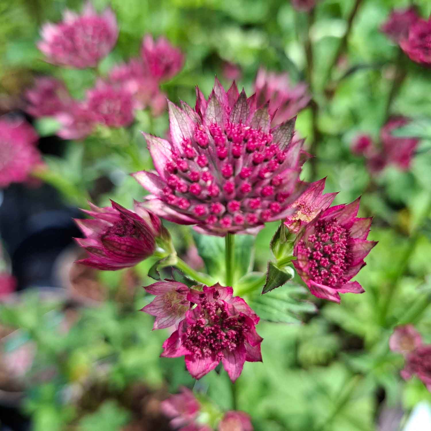Astrantia Major 'Roma' C3