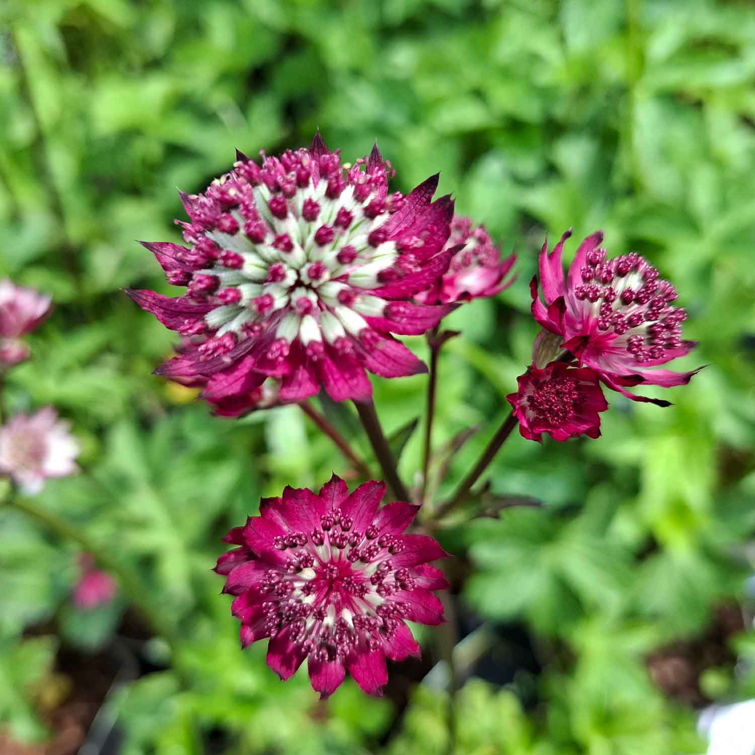Astrantia major 'Star of Beauty'(R) 1L