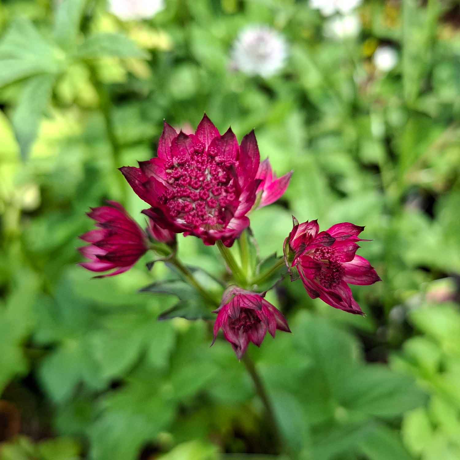 Astrantia major 'Venedig'(R) 11C
