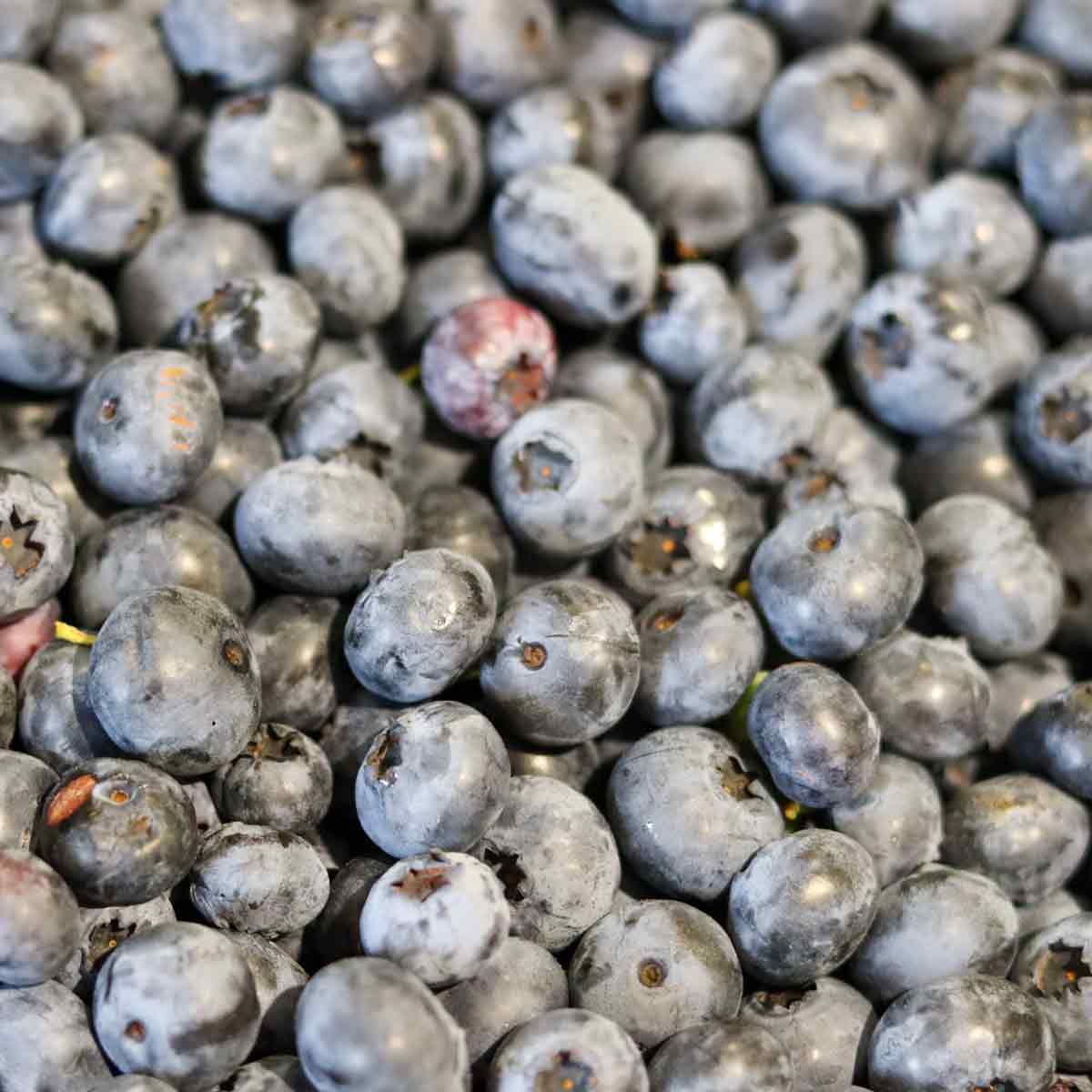 Vaccinium 'Denise Blue' 25-35 - C2