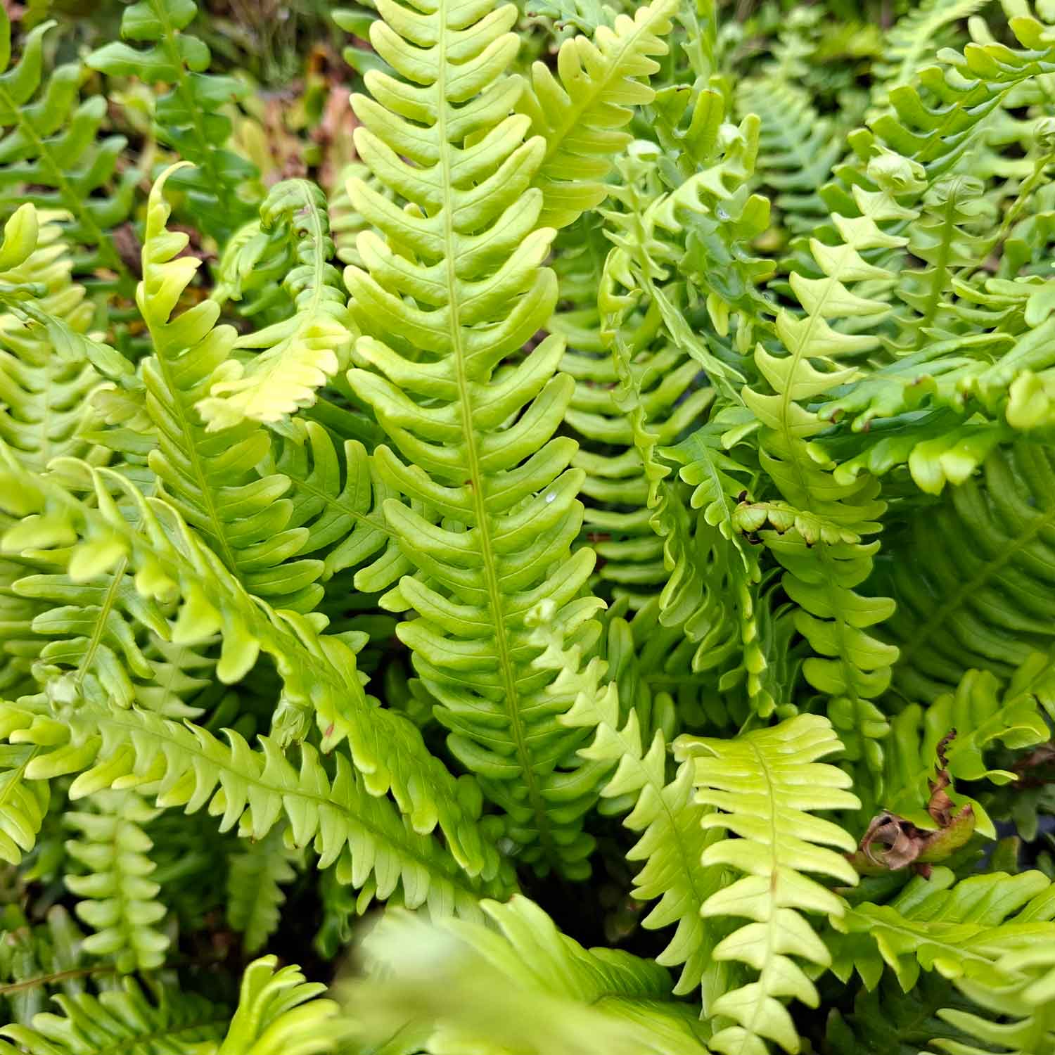 Blechnum spicant 10 cm