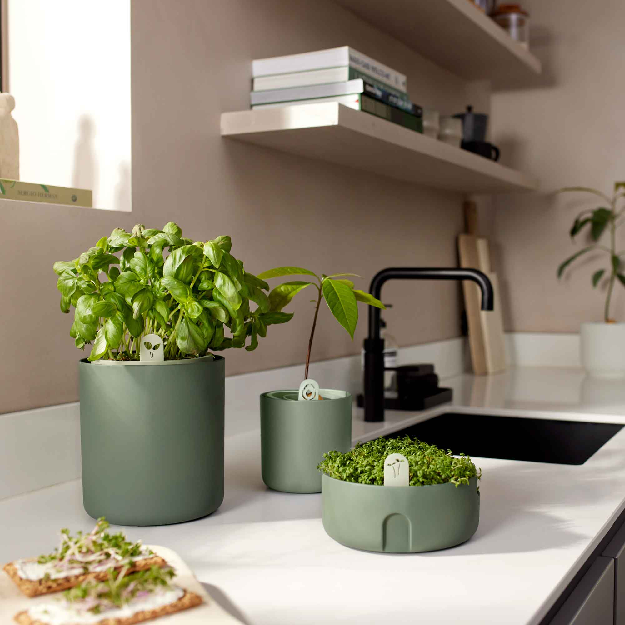 bouncy basil leaf green