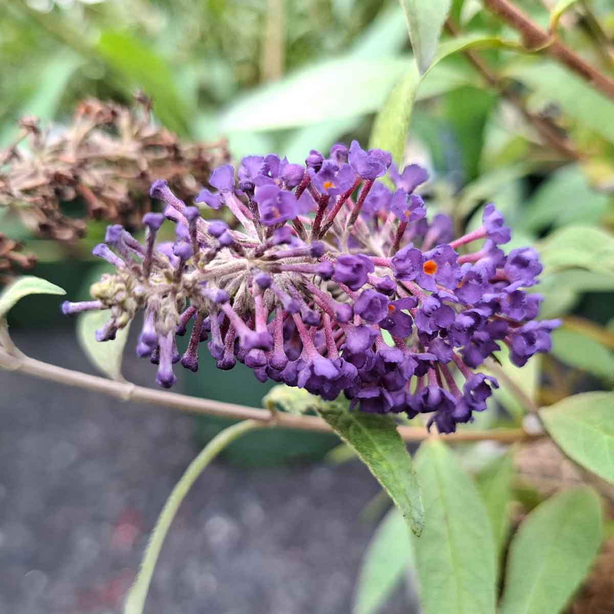 Buddleia d. 'Addonis Blue' 4L