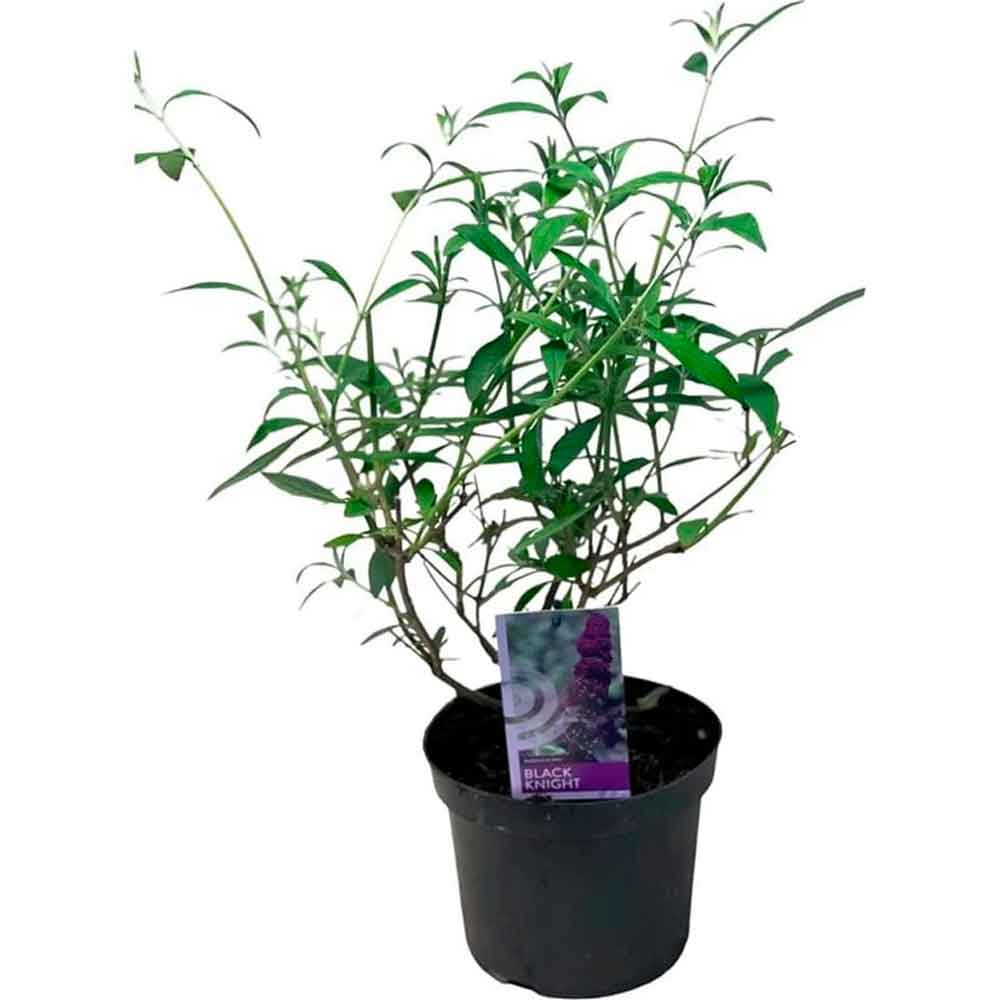 Buddleja davidii 'Black Knight' 30/40 C3