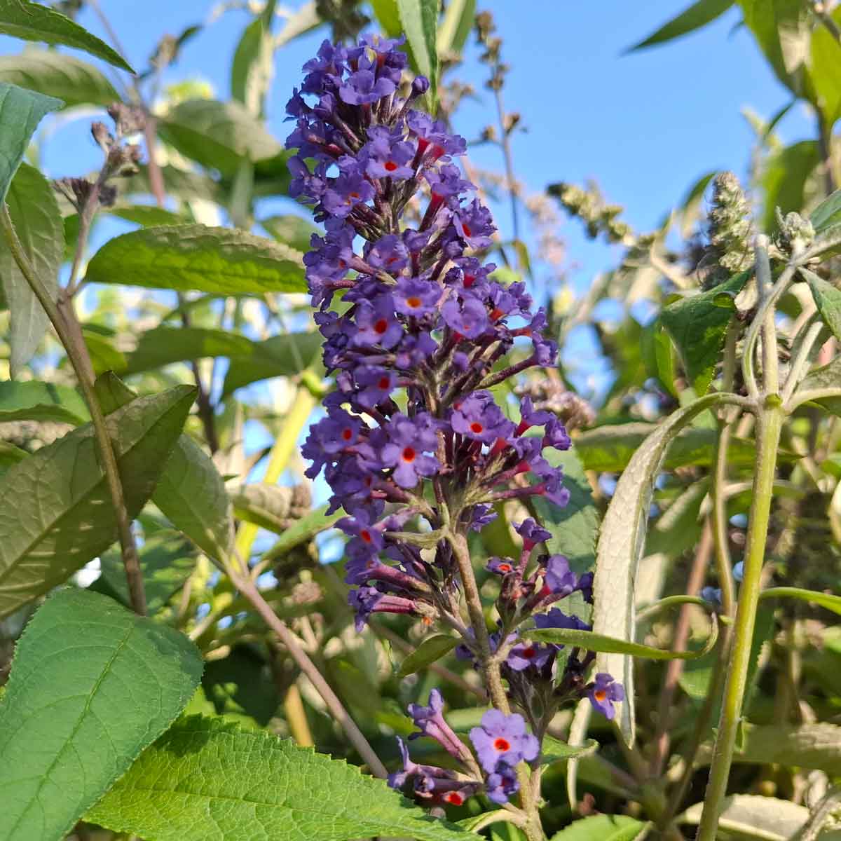 Buddleia d. 'Ellens Blue' 4L