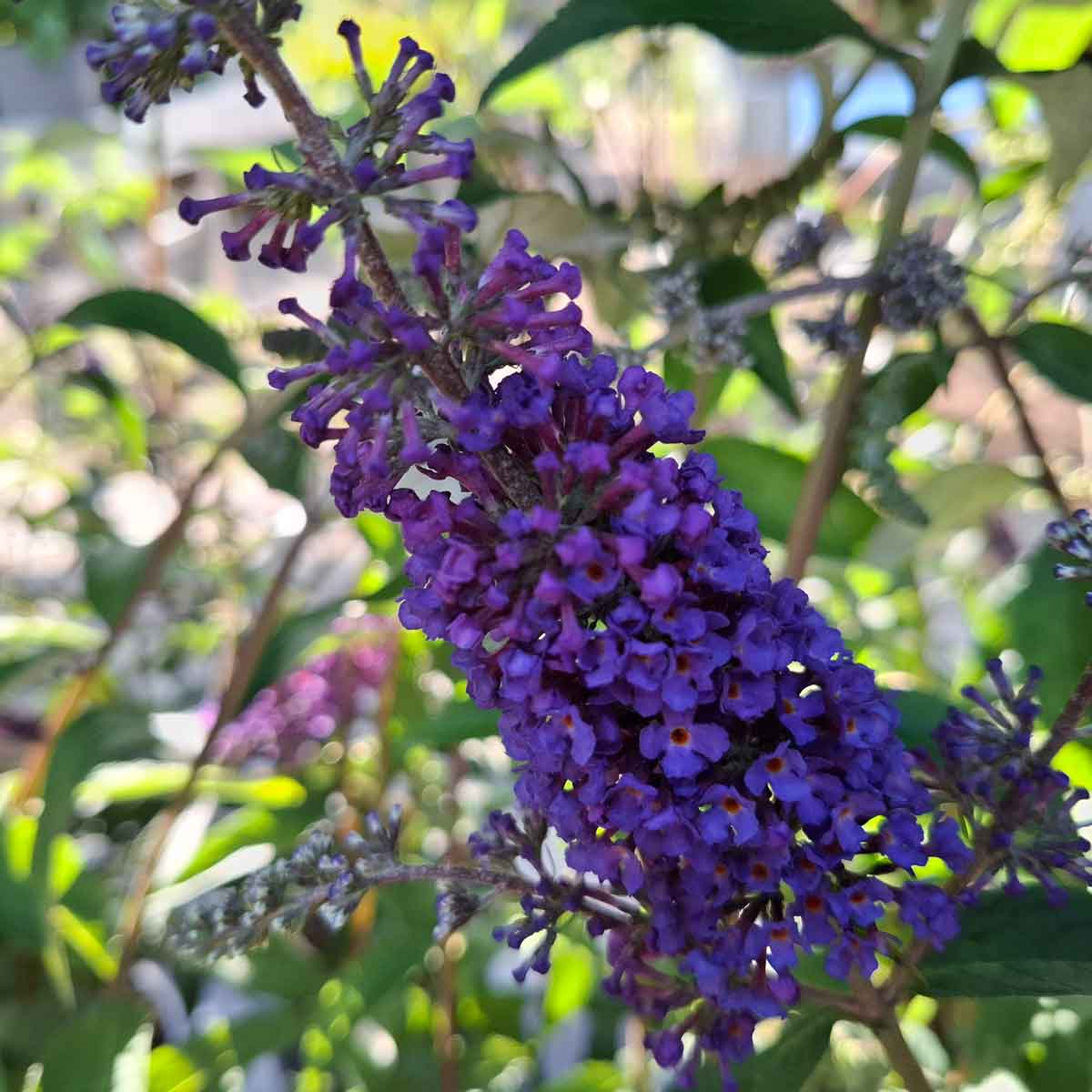 Buddleia d. 'Empire Blue' 4L