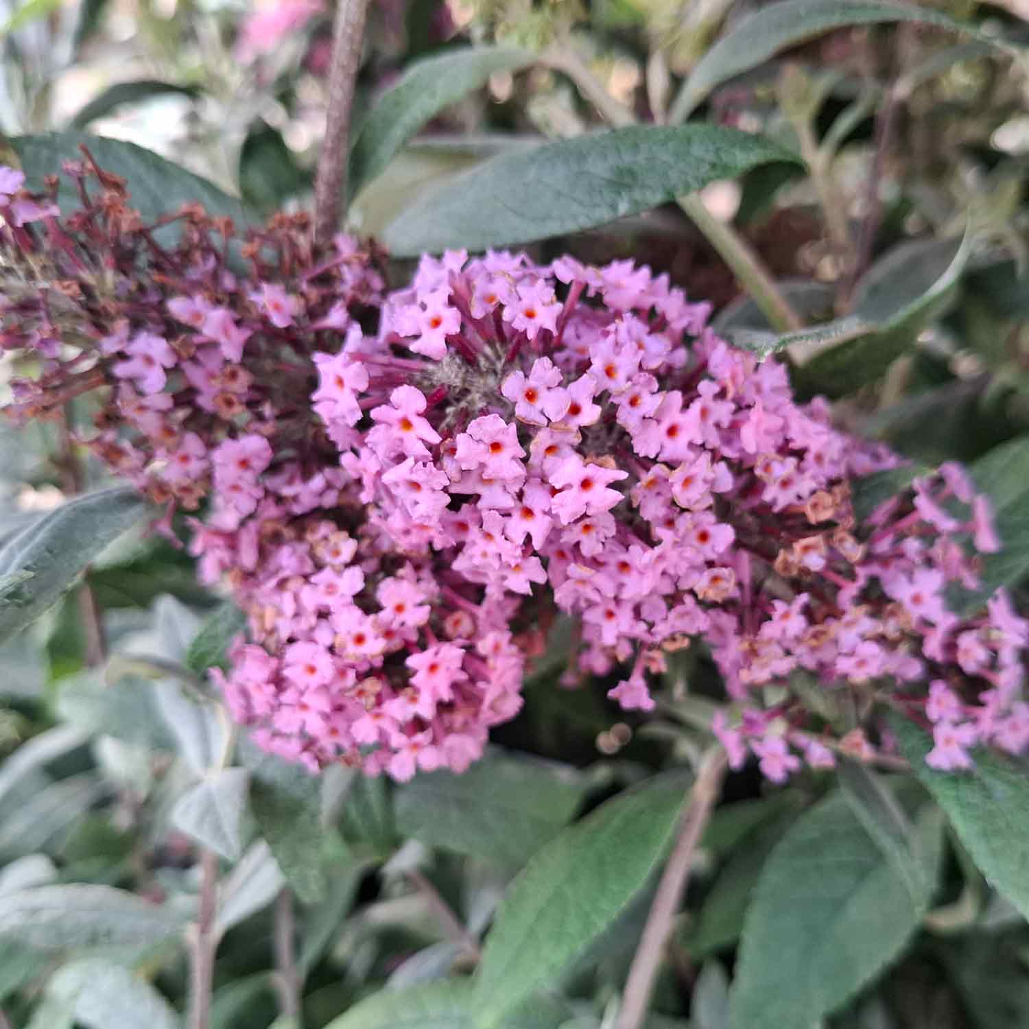 Buddleia d. 'Pink Delight' 4L