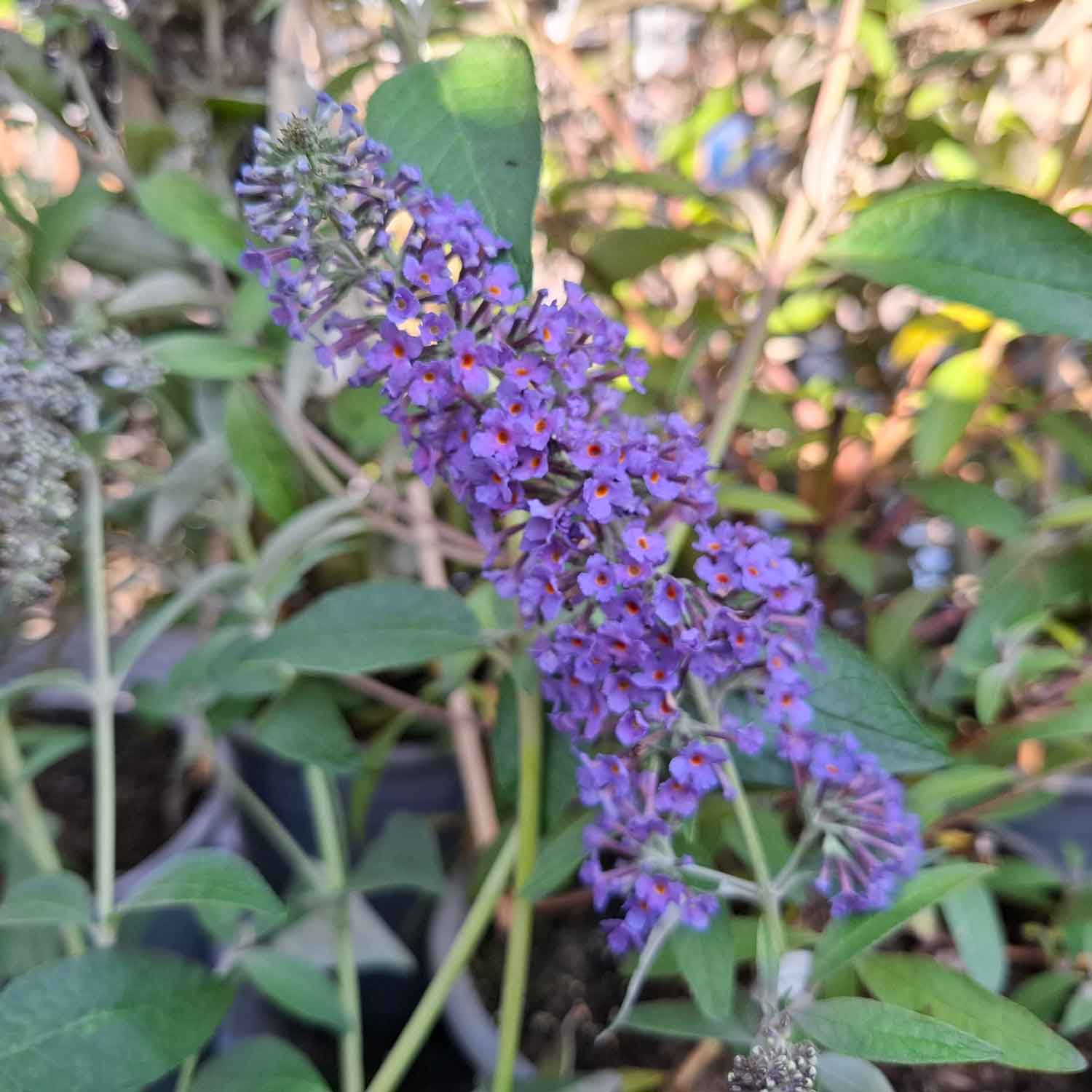Buddleia d. 'Reve de Pappilon Blue' 4L
