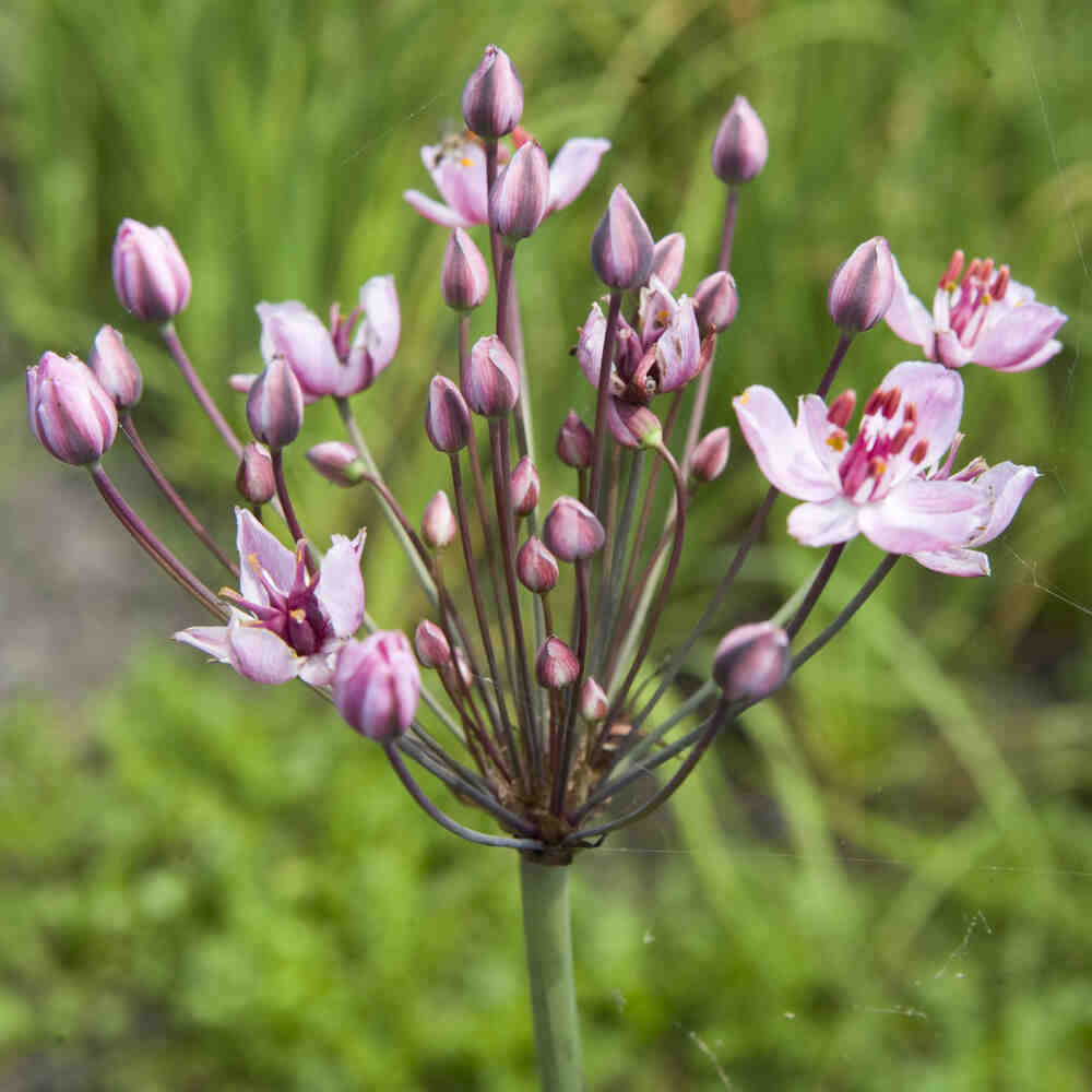 Butomus umbellatus 9 cm