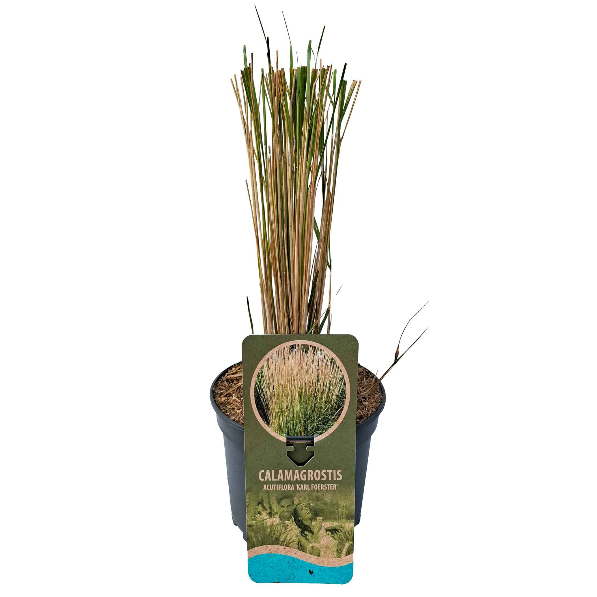 Calamagrostis akut. 'Karl Foerster' C3