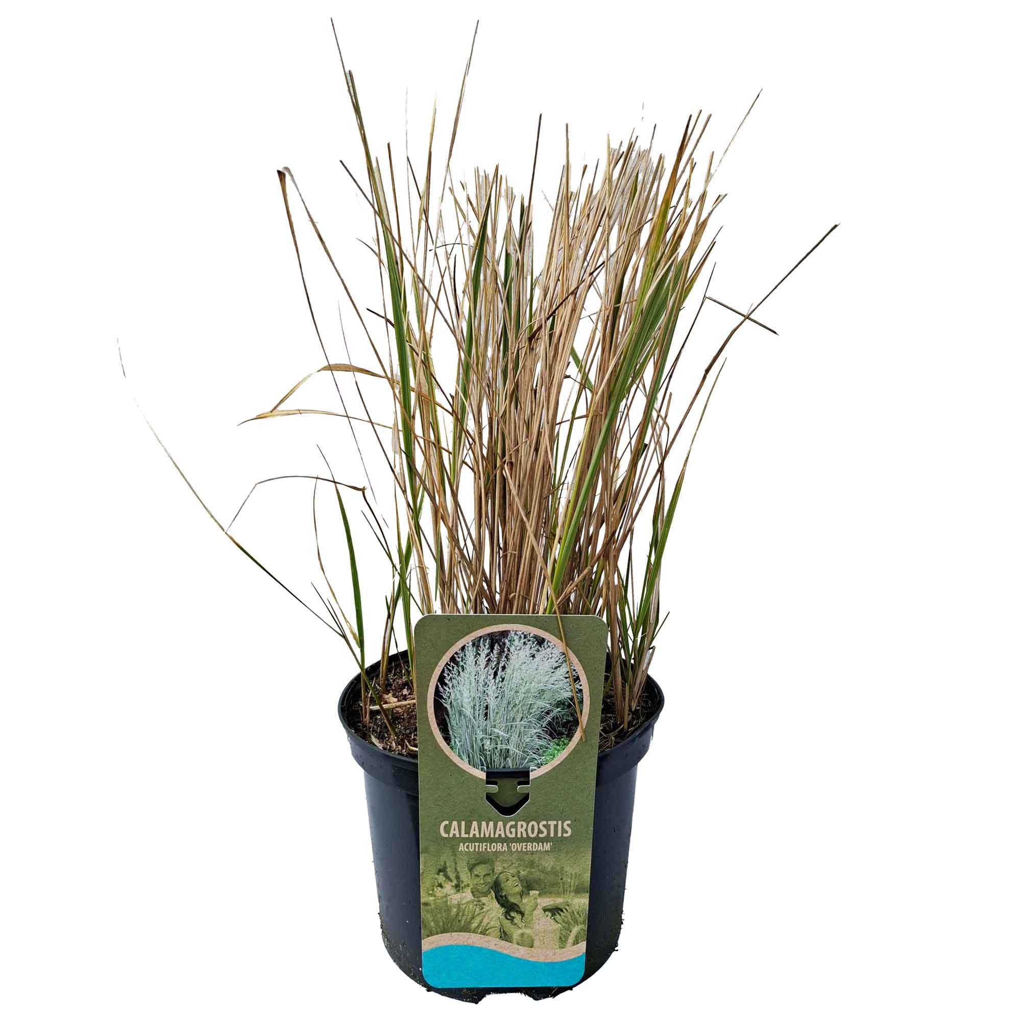 Calamagrostis akut. 'Overdam' C5