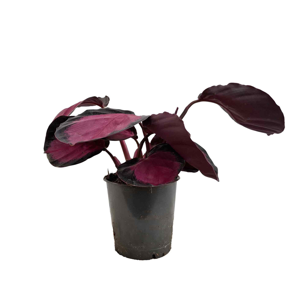 Calathea roseopicta Mysty Red 12cm