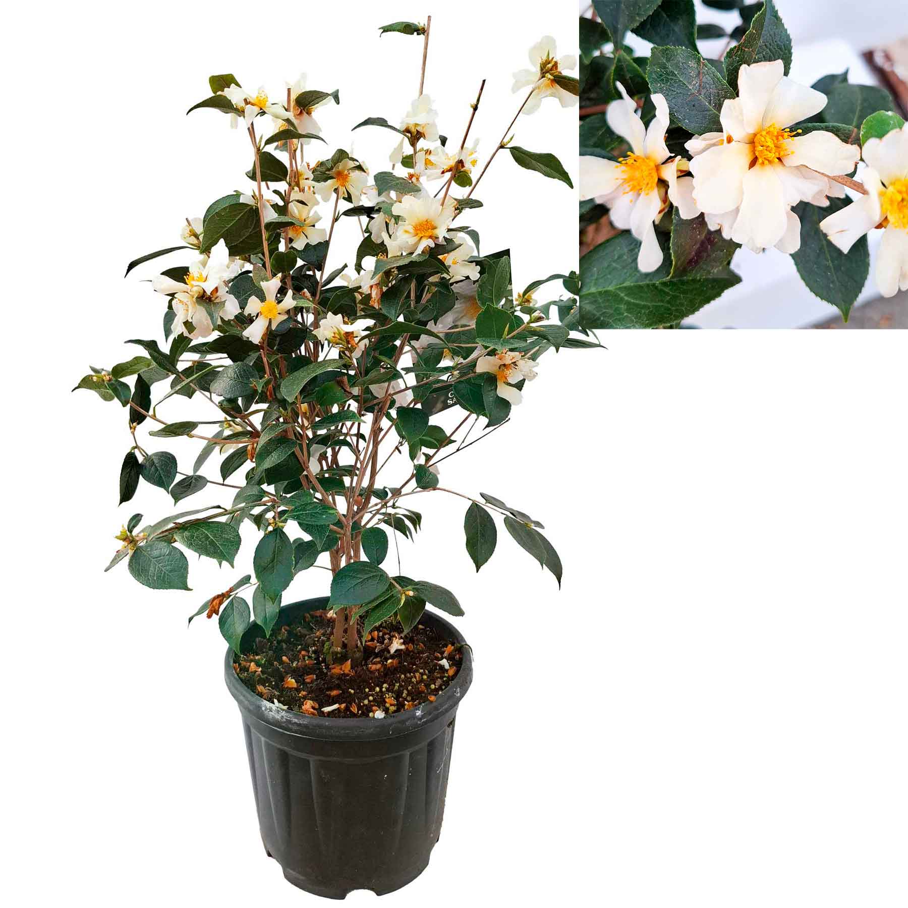 Camellia sassanqua Grijsii C4,5