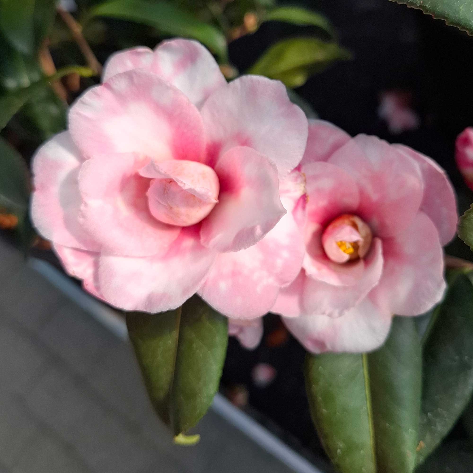 Camellia sasanqua h. 70 vas 6 lt Shibori-Egao