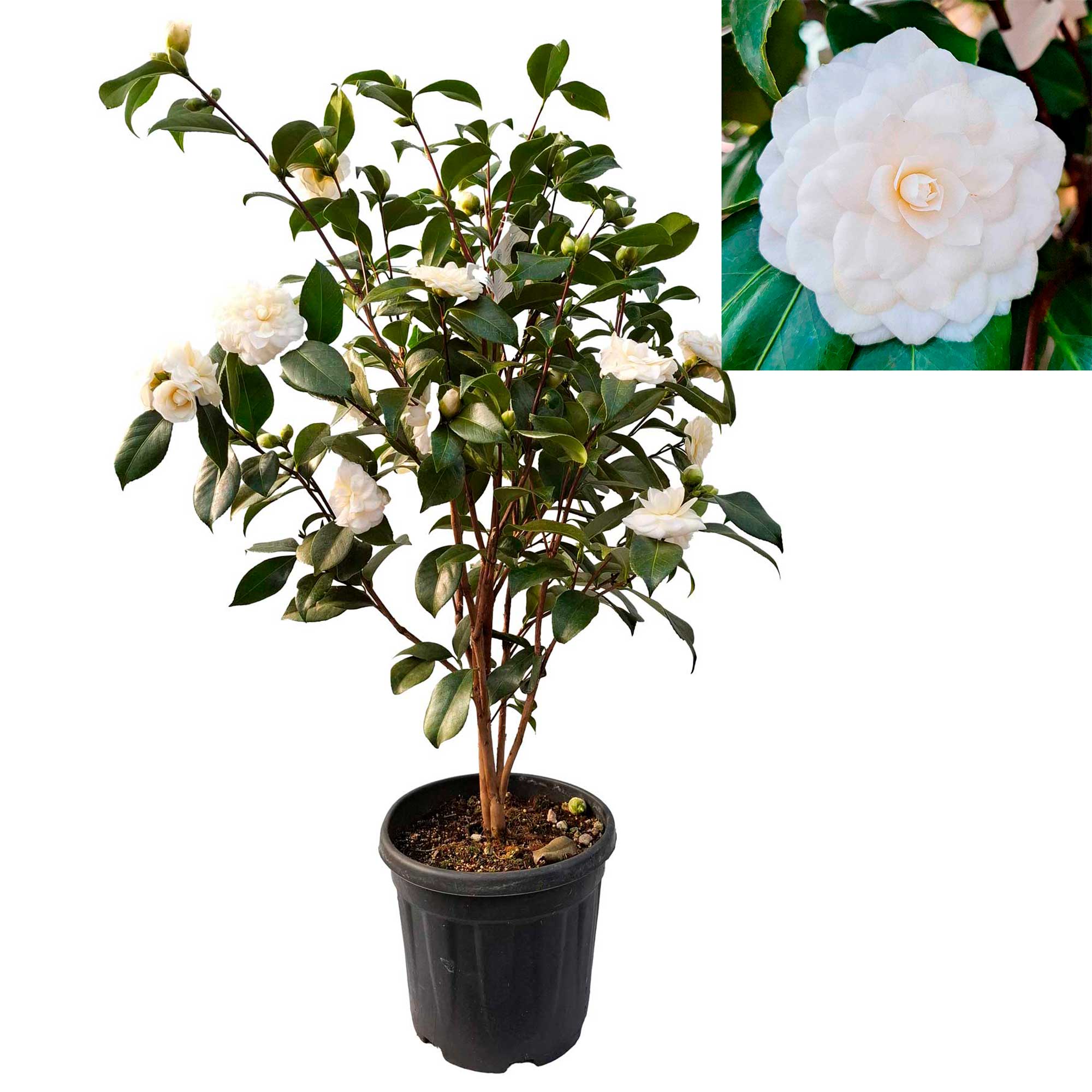 Camellia japonica 'Vergine di Collebeato' C10