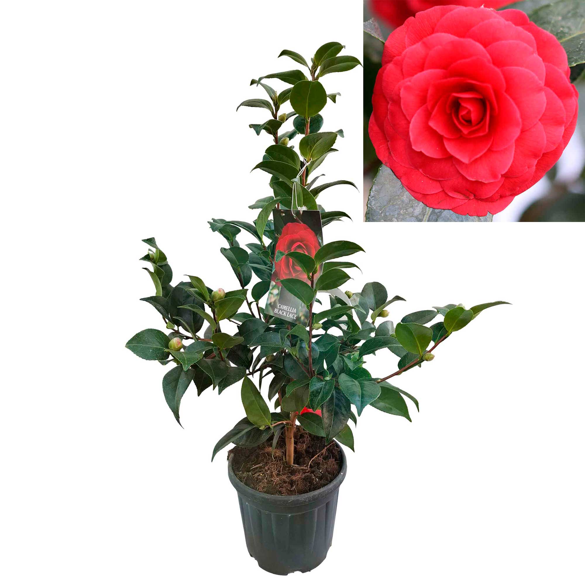 Camellia japonica 'Black Lace' 4.5L