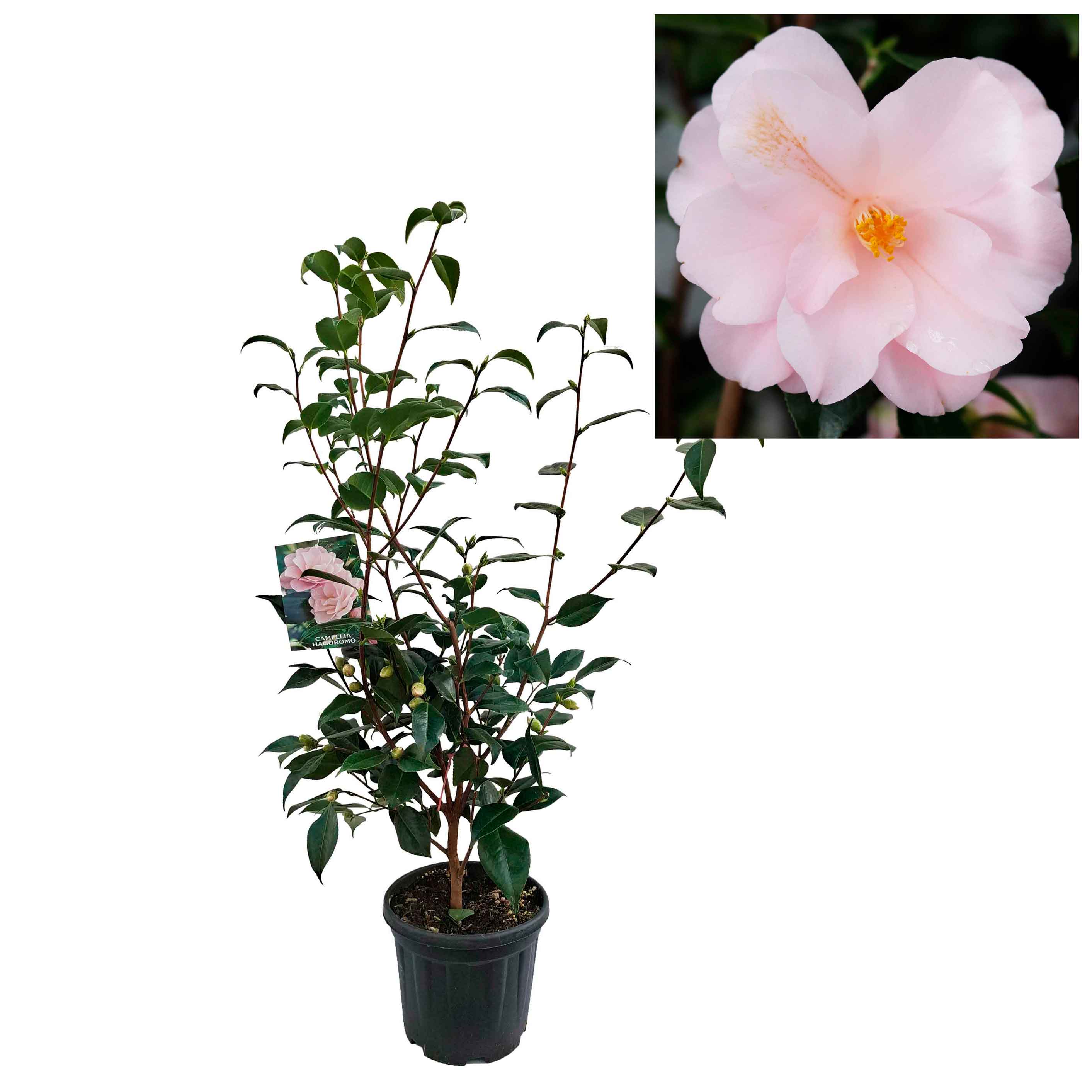 Camellia jap Hagoromo 4.5L, 70 cm