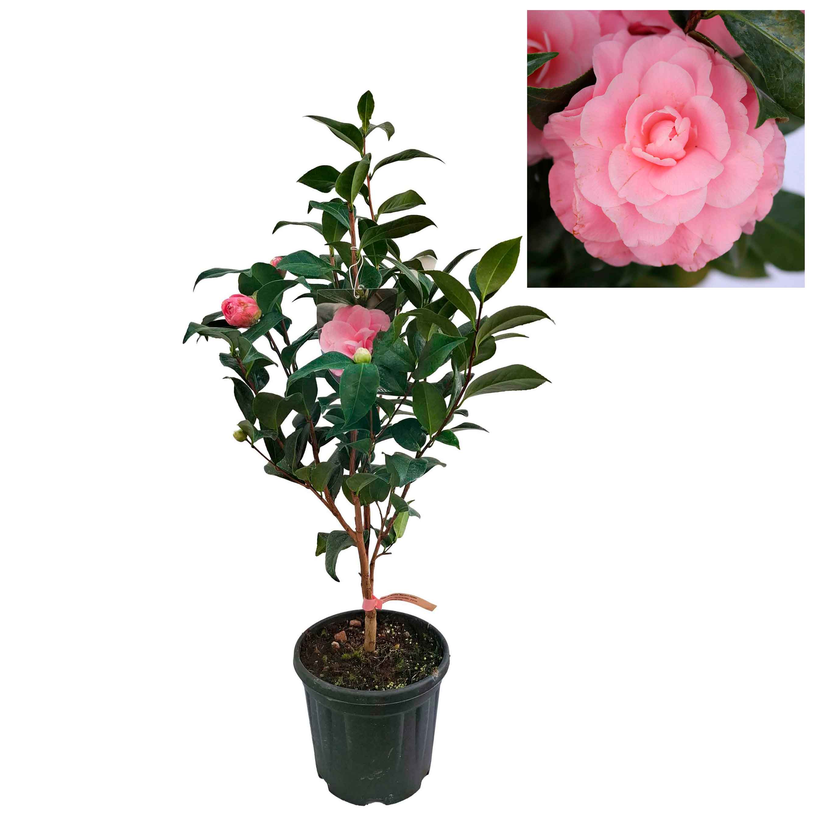 Camellia japonica Nuccios Cameo' 4,5 l