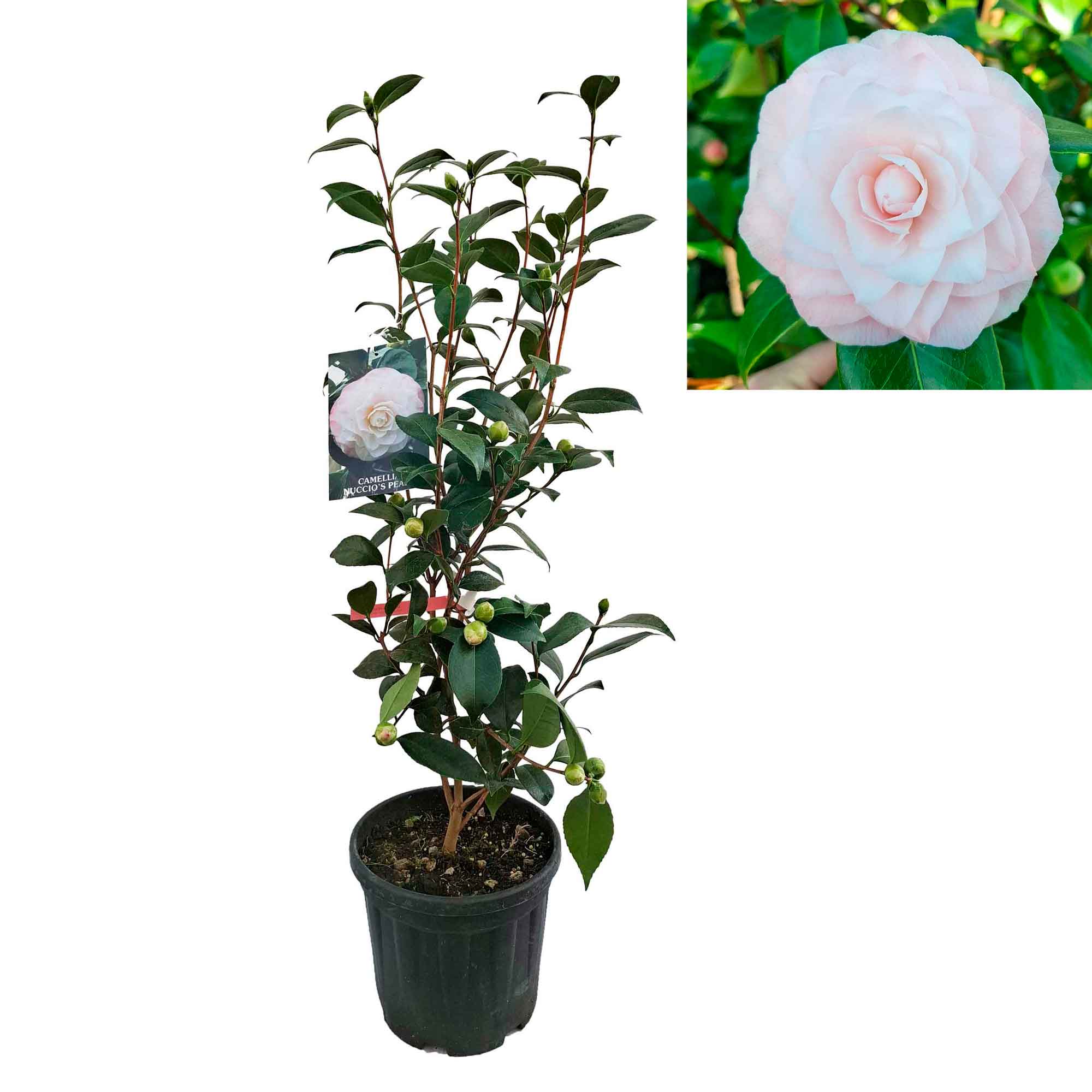 Camellia japonica Nuccio's Pearl 4,5L