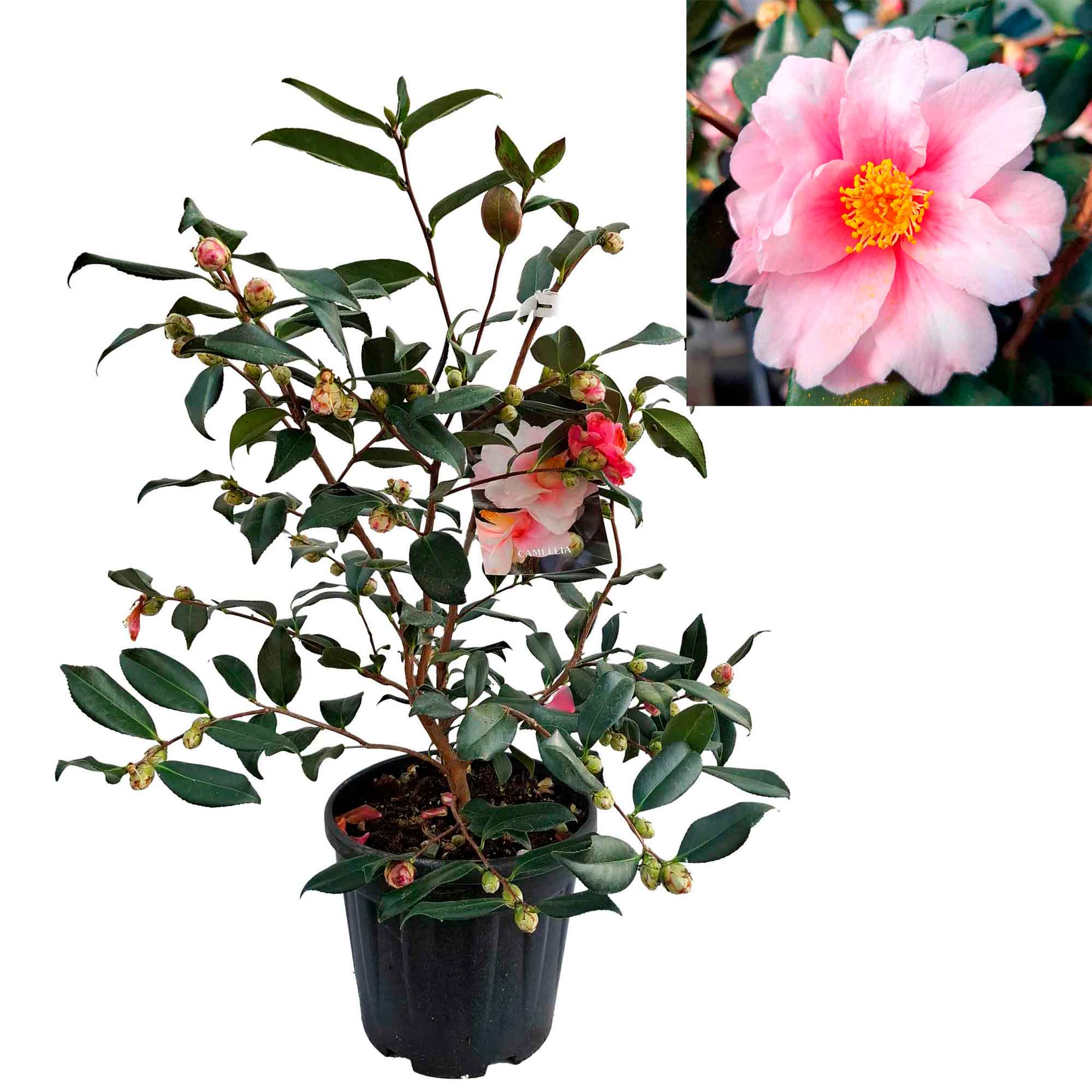 Camellia sasanqua h. 70 vas 6 lt Shibori-Egao