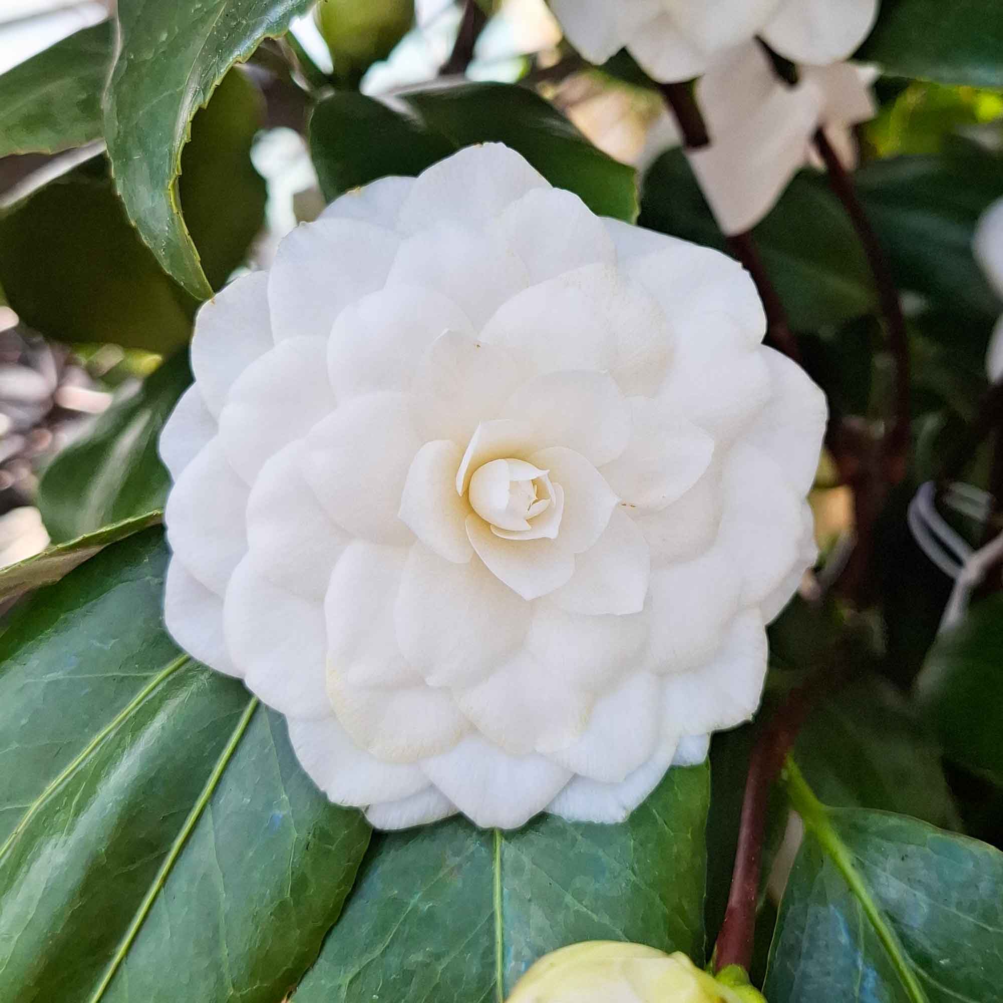 Camellia japonica 'Vergine di Collebeato' C10