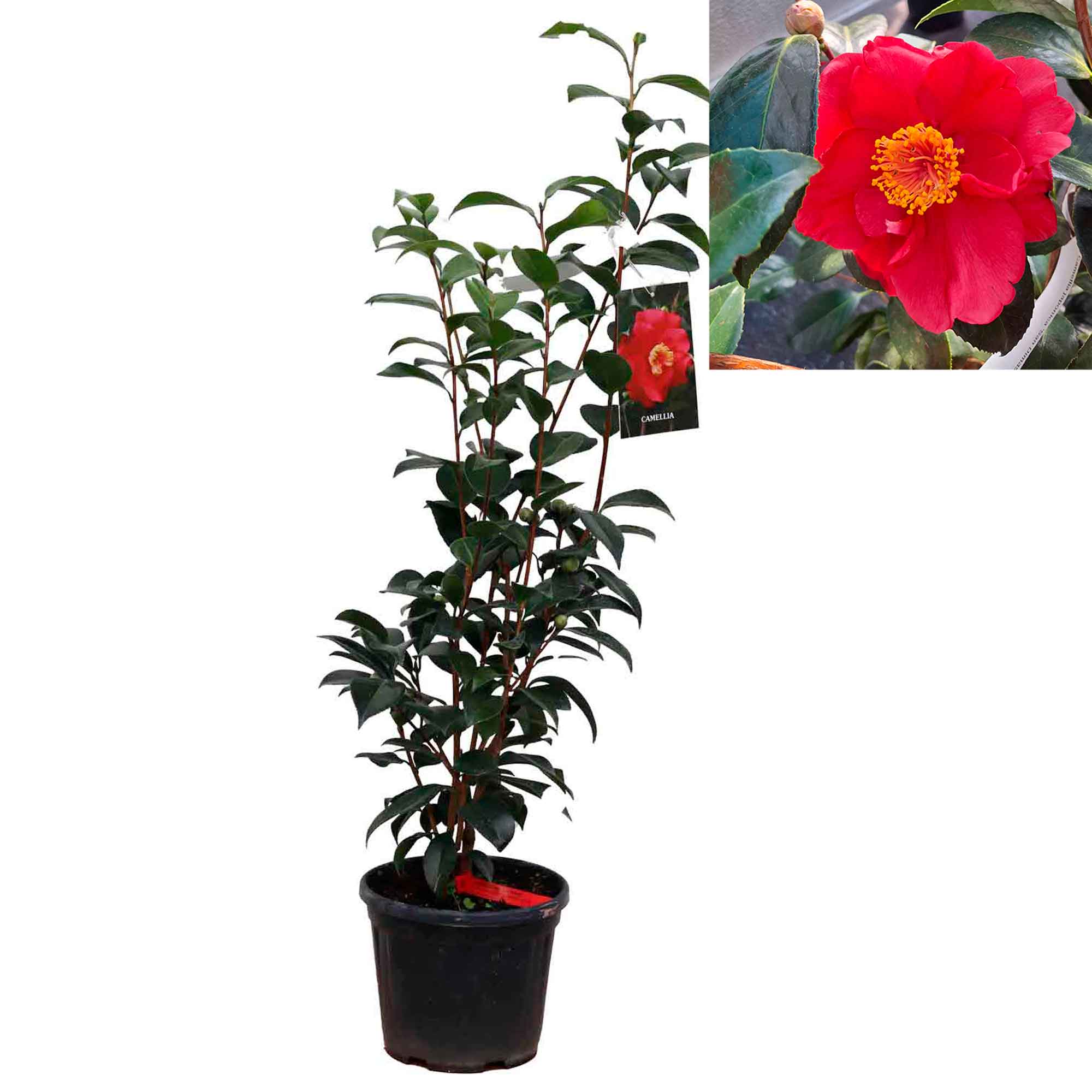 Camellia jap San Dimas 4.5L