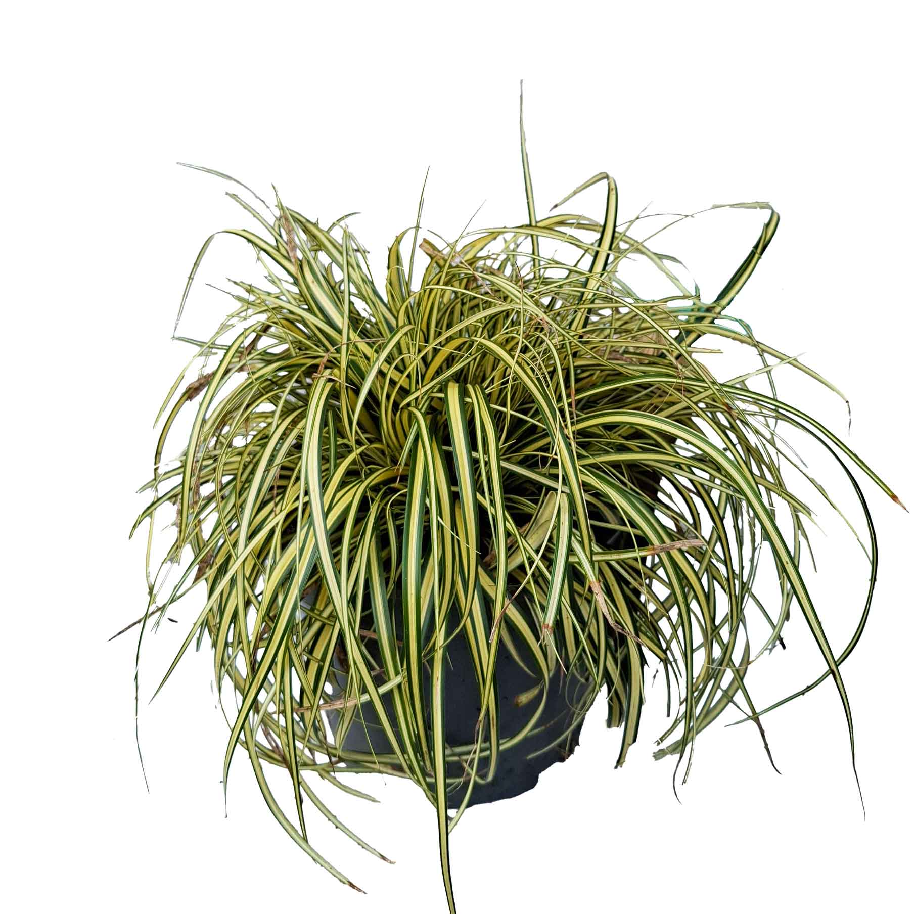 Carex oshim. 'Maxigold' C3