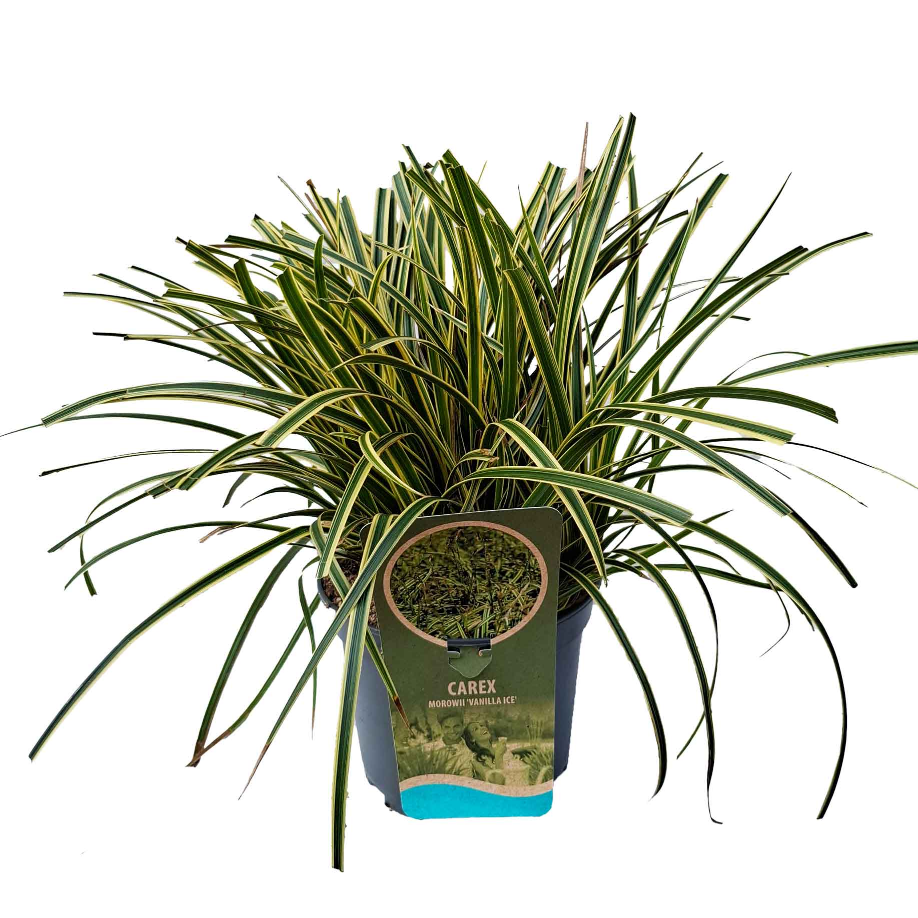 Carex morrowii 'Vanilla Ice' C3