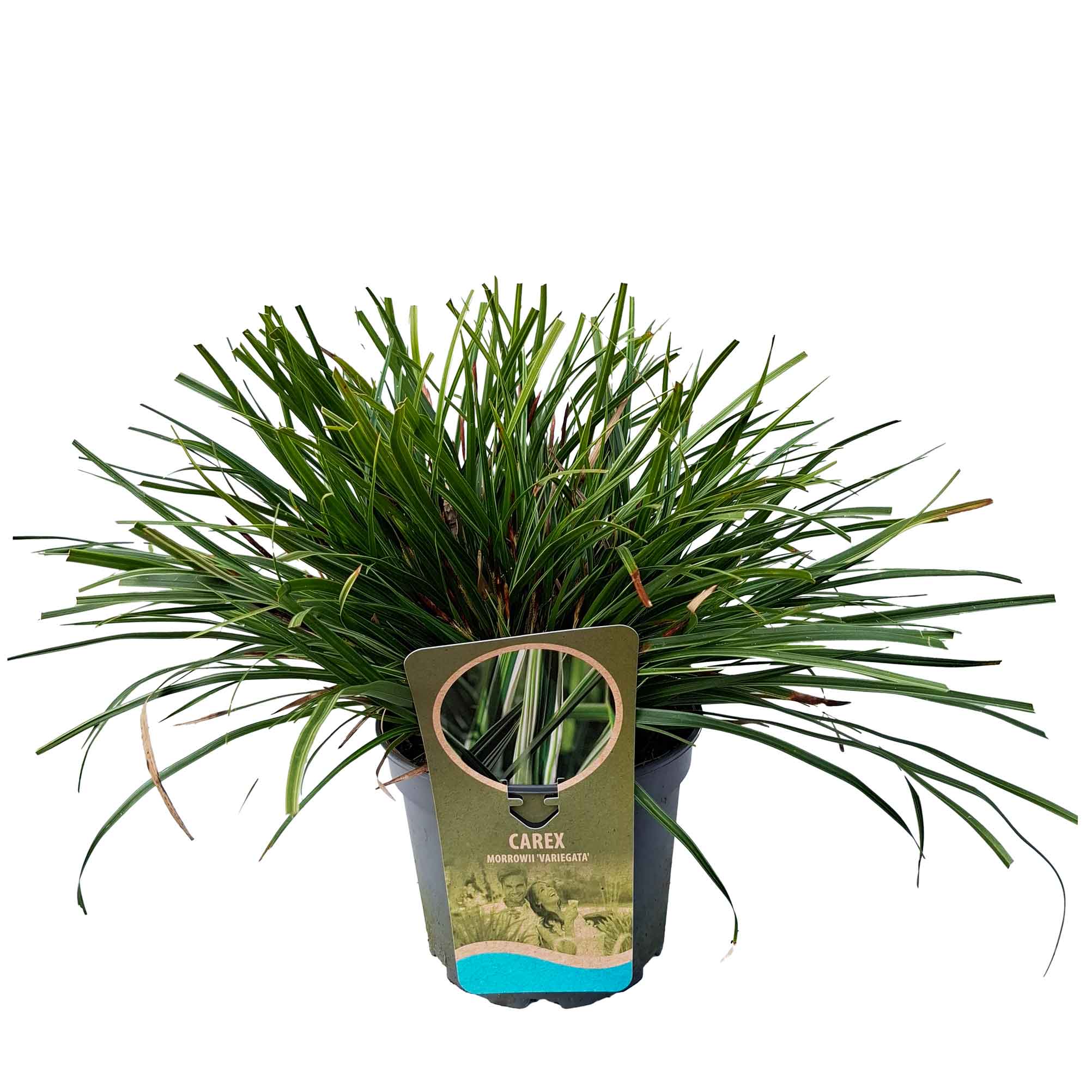 Carex morrowii 'Variegata' C3