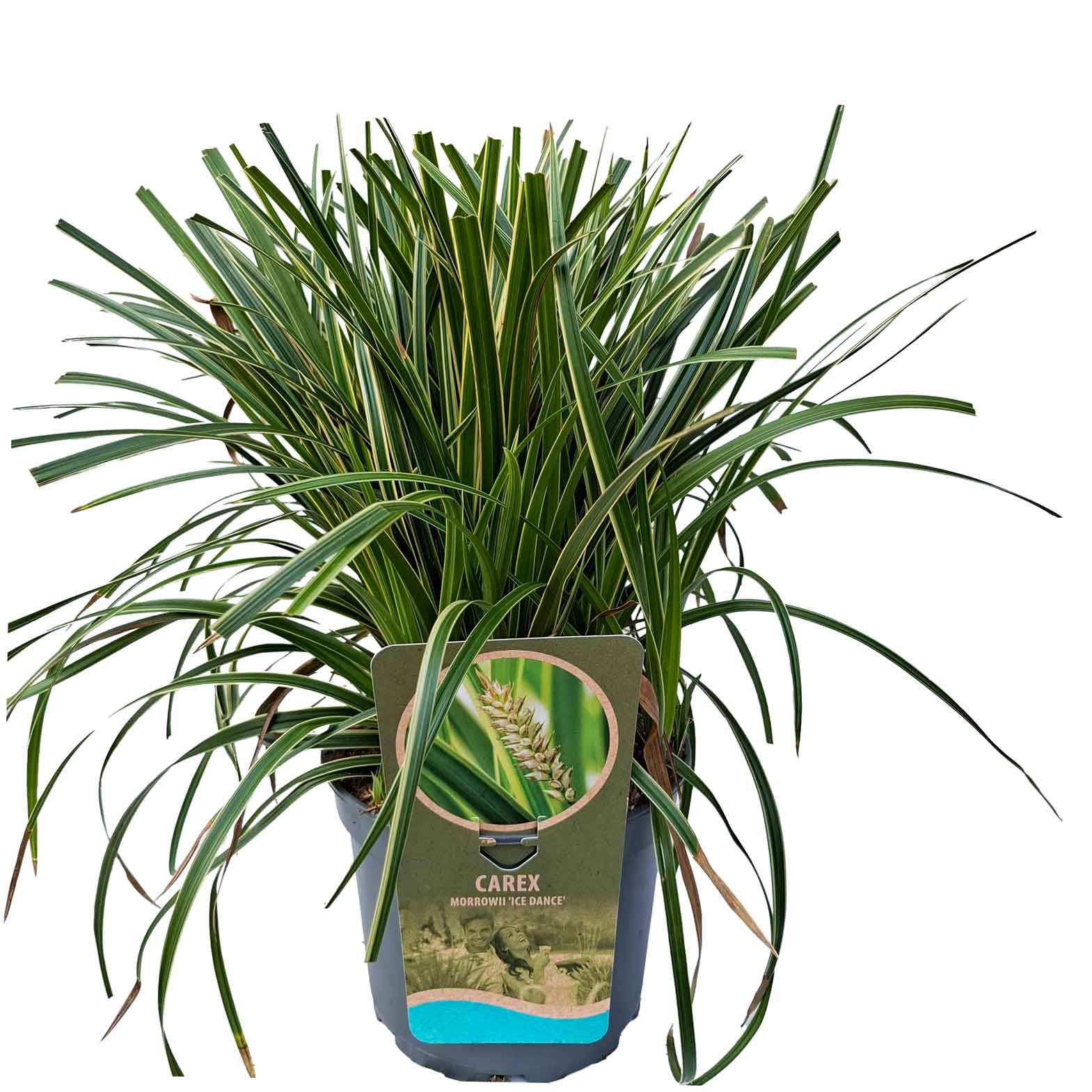 Carex morrowii 'Isdans' C3