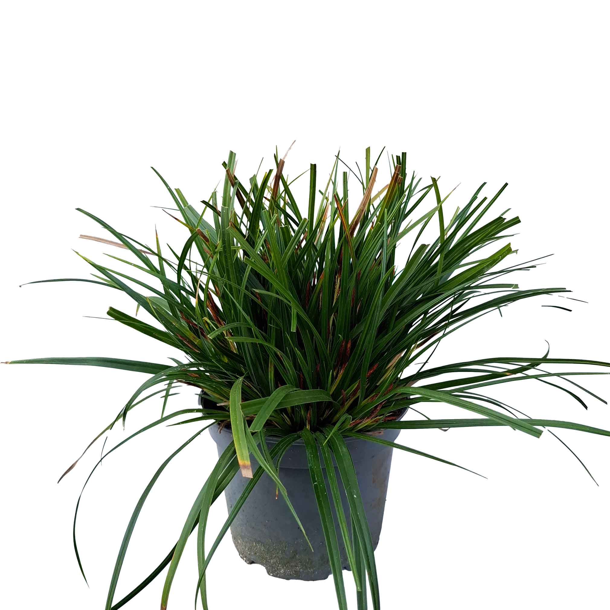 Carex morrowii C3