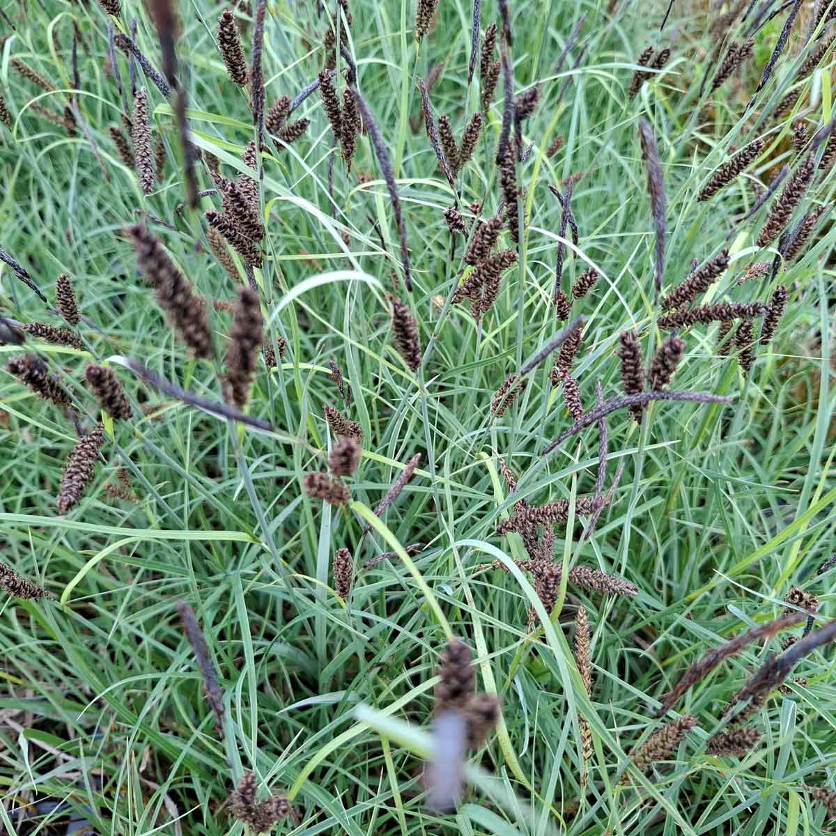 Carex flacca 'Buis' 9cm