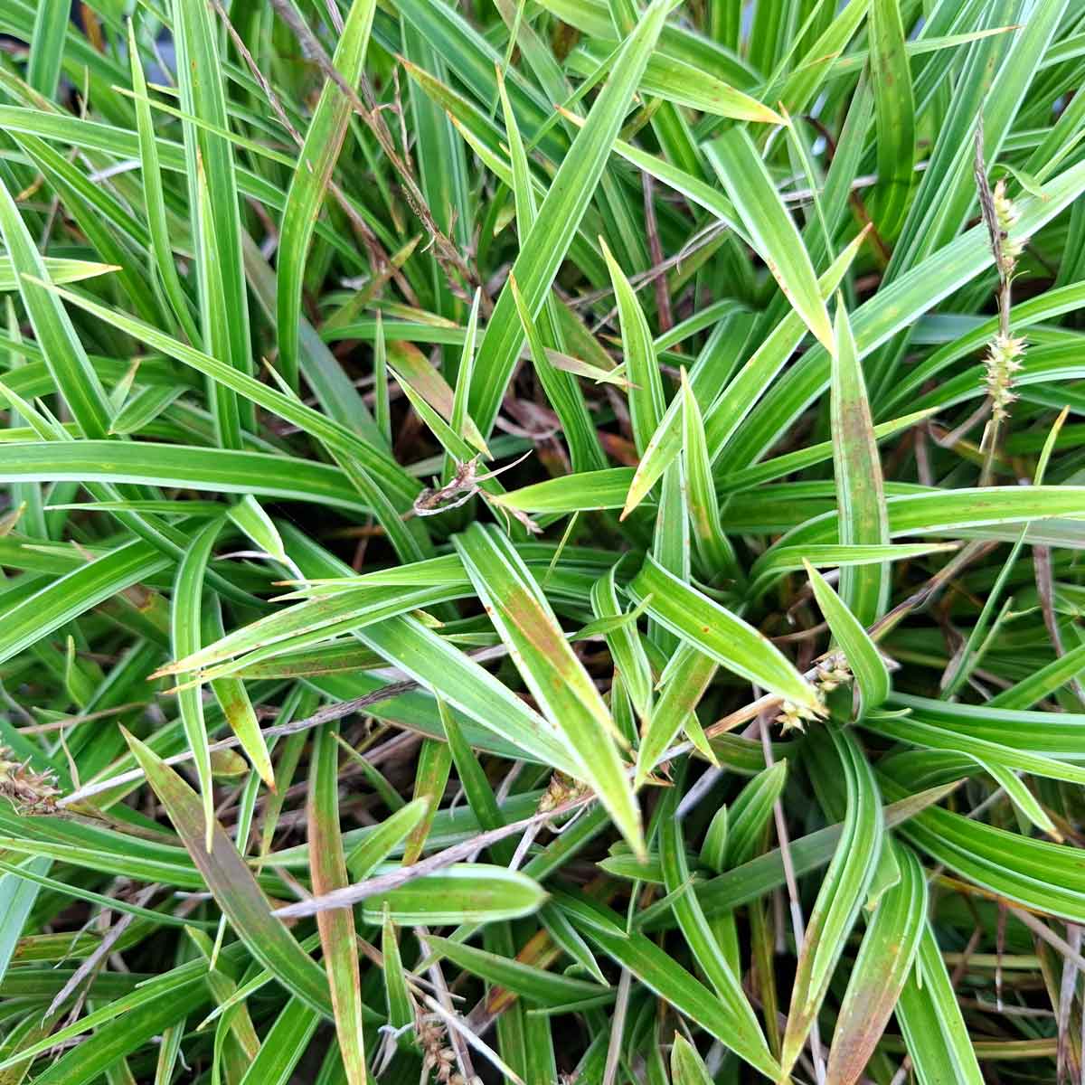 Carex morrowii 'Variegata' 9cm
