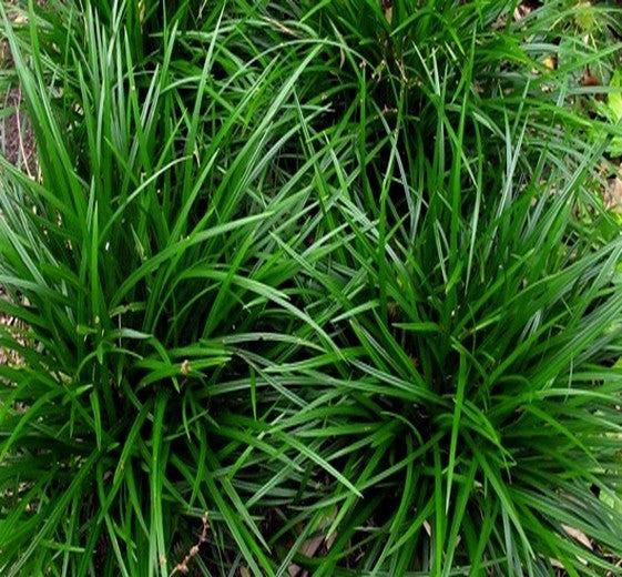 Carex morrowii 'Irish Green' 9cm