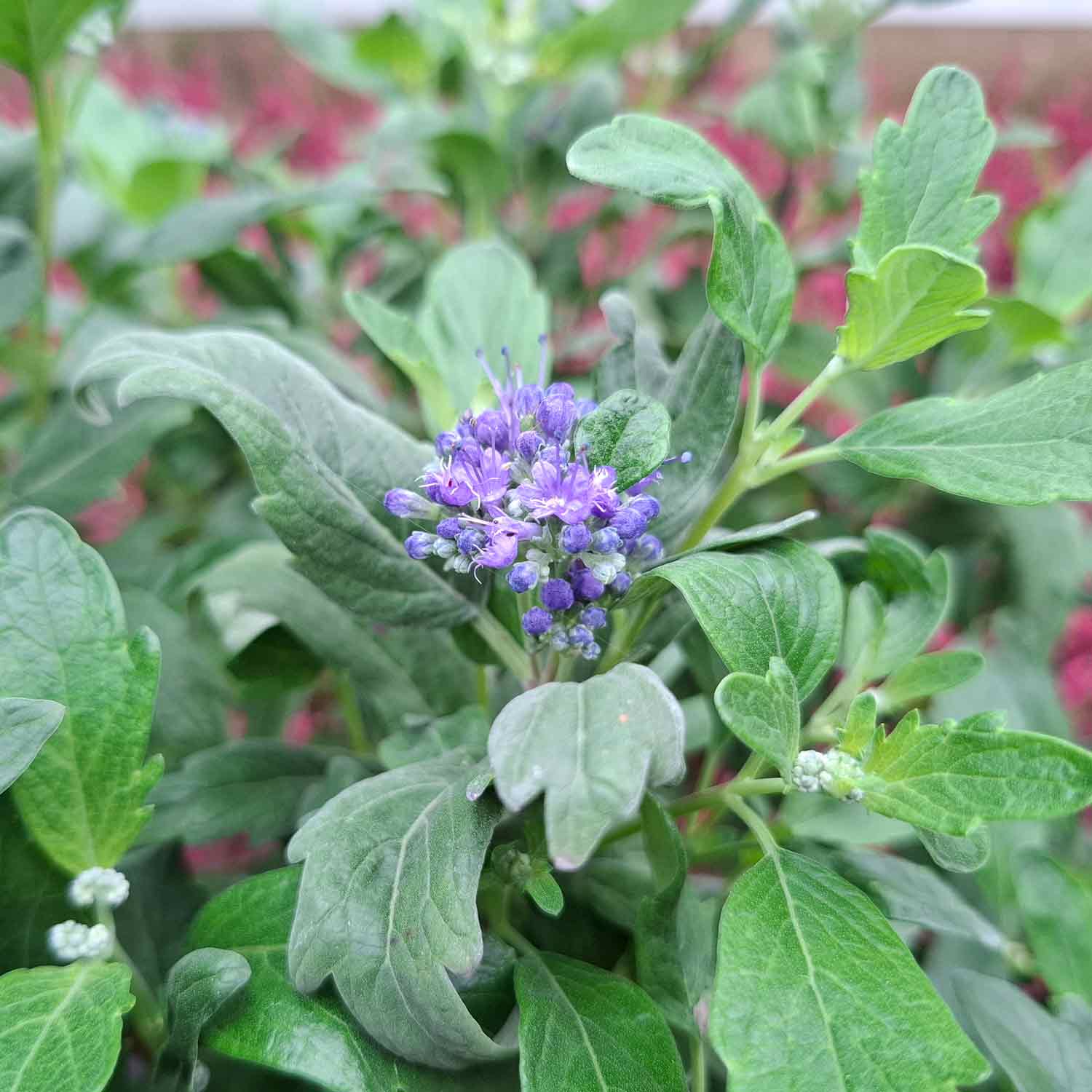 Caryopteris 'Dark Knight' C5