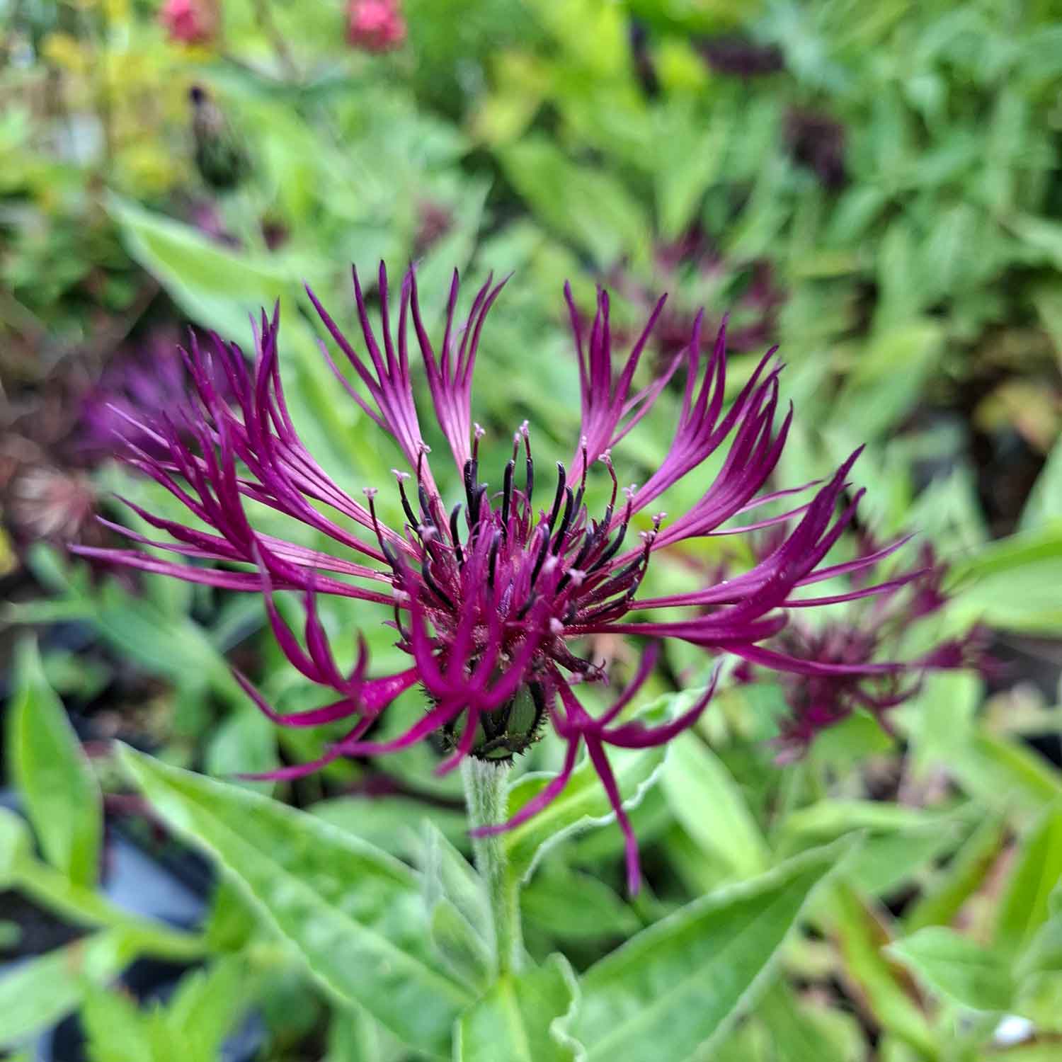 Centaurea m. 'Amethyst Dream'(R) 1L