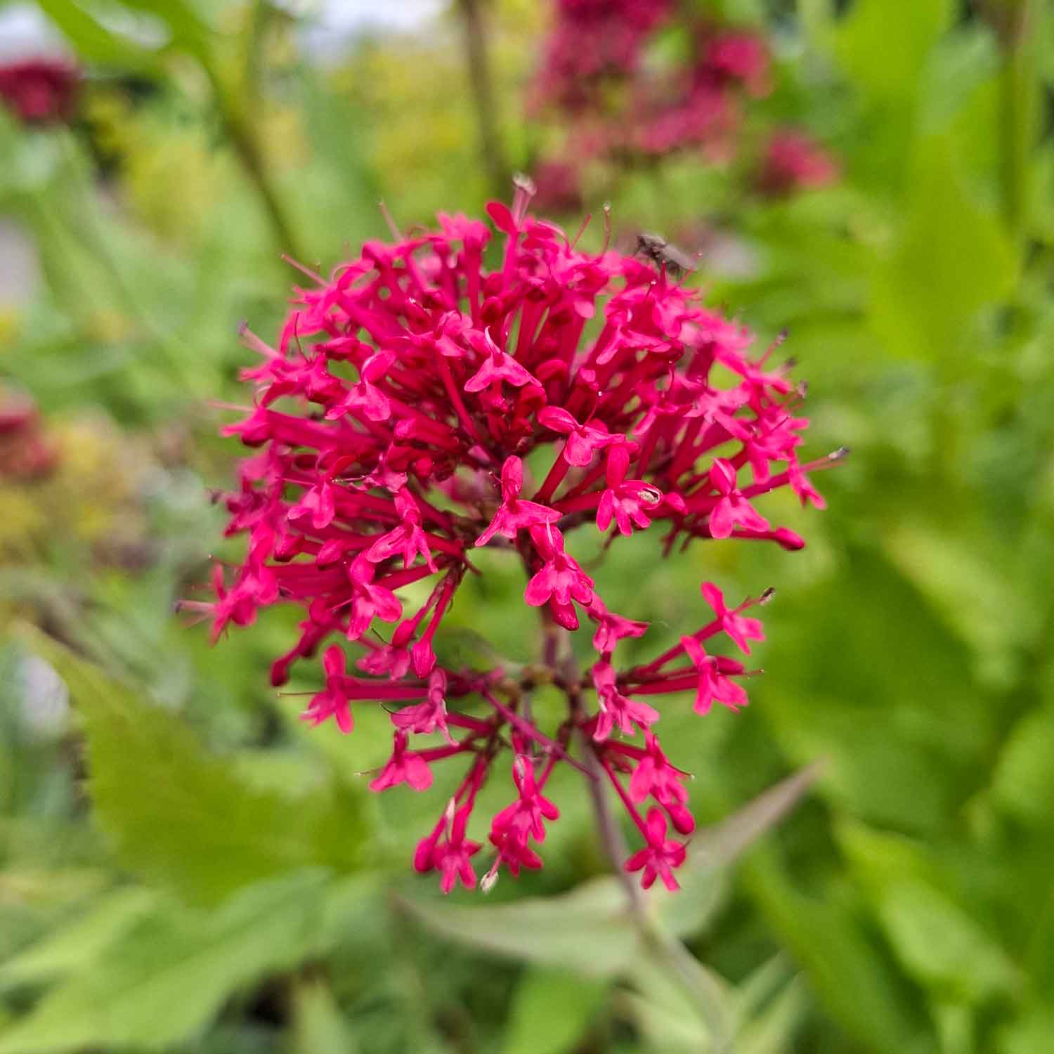 Centranthus ruber 'Coccineus' P9
