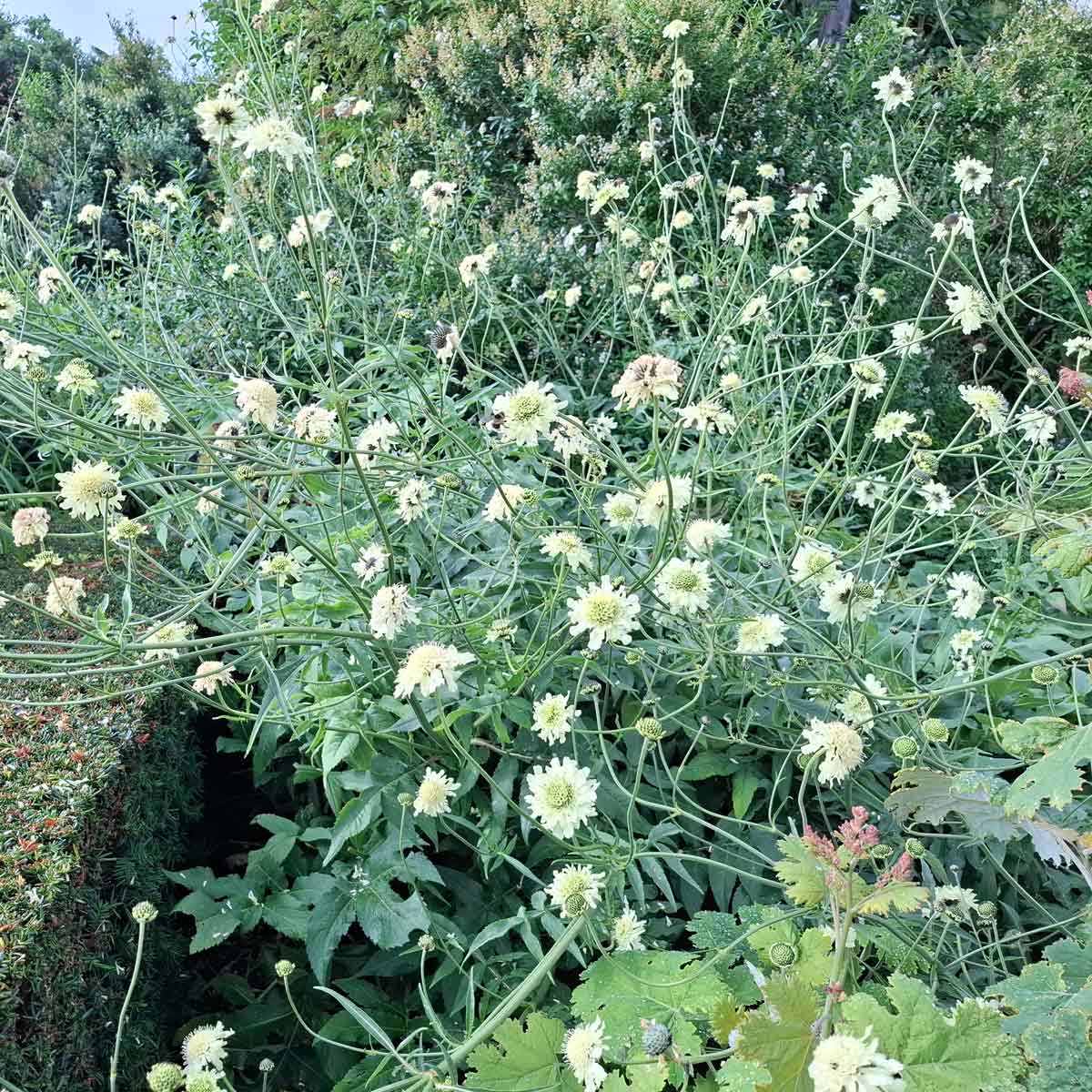 Cephalaria gigantea 1 L