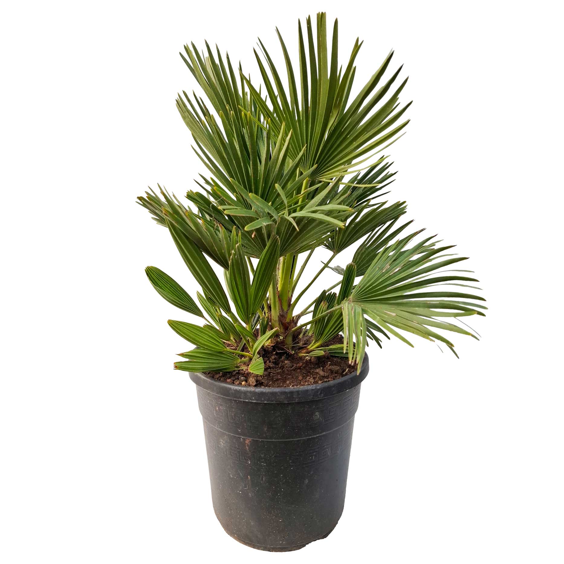 plante palme Dværg palme