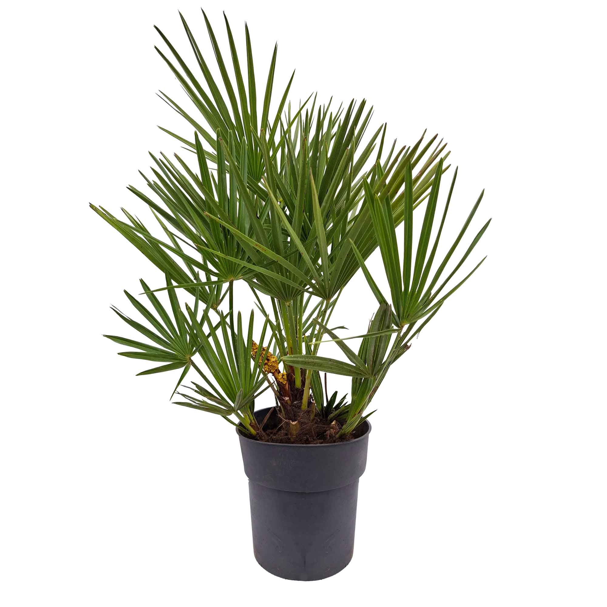 Chamaerops Humilis D.17