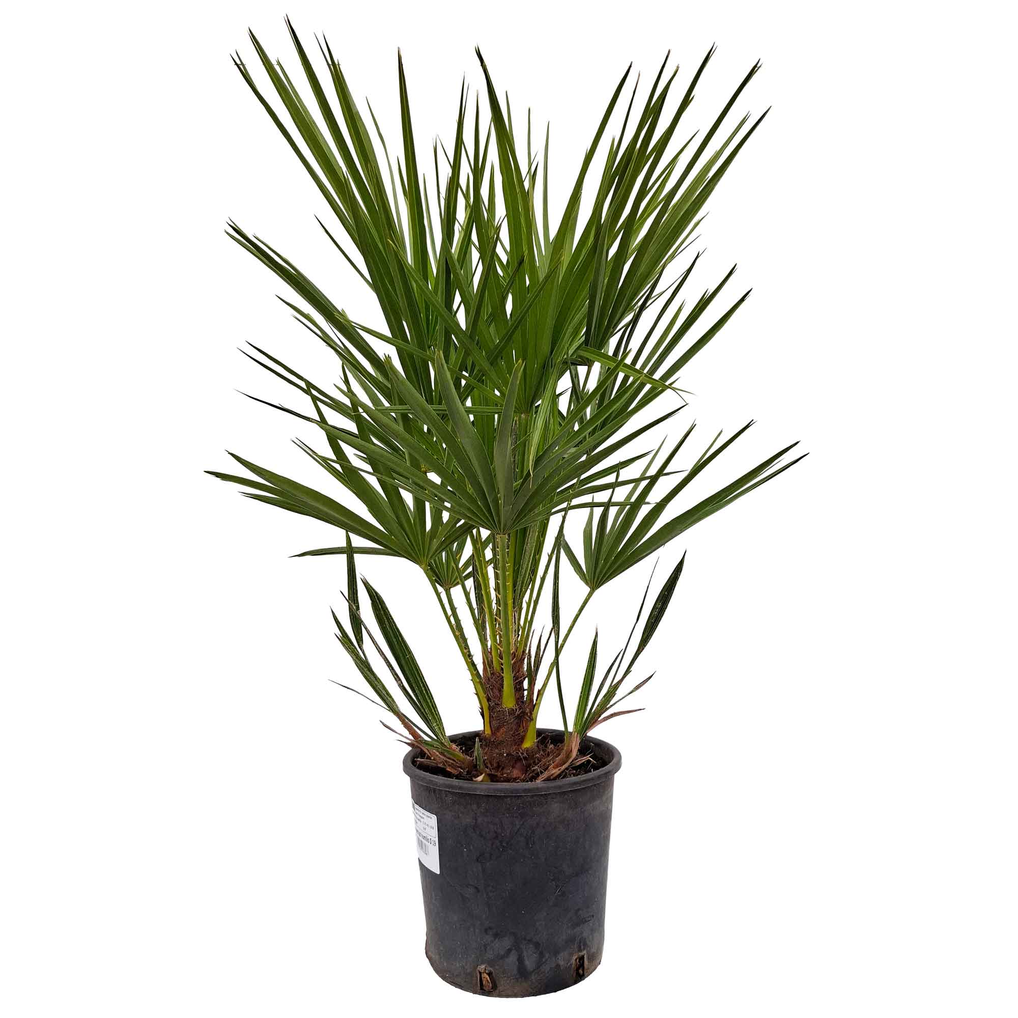 Chamaerops Humilis D.19