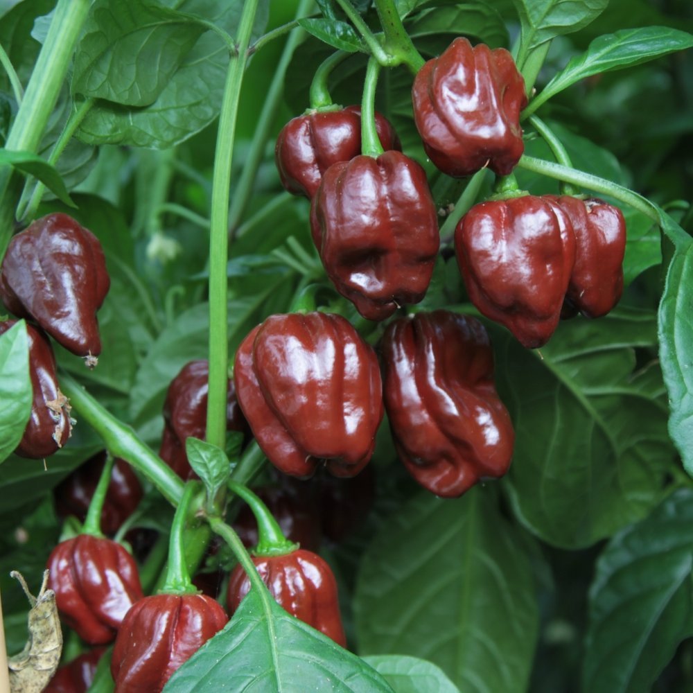 Chili Chocolate Scotch Bonnet 11,5 cm.
