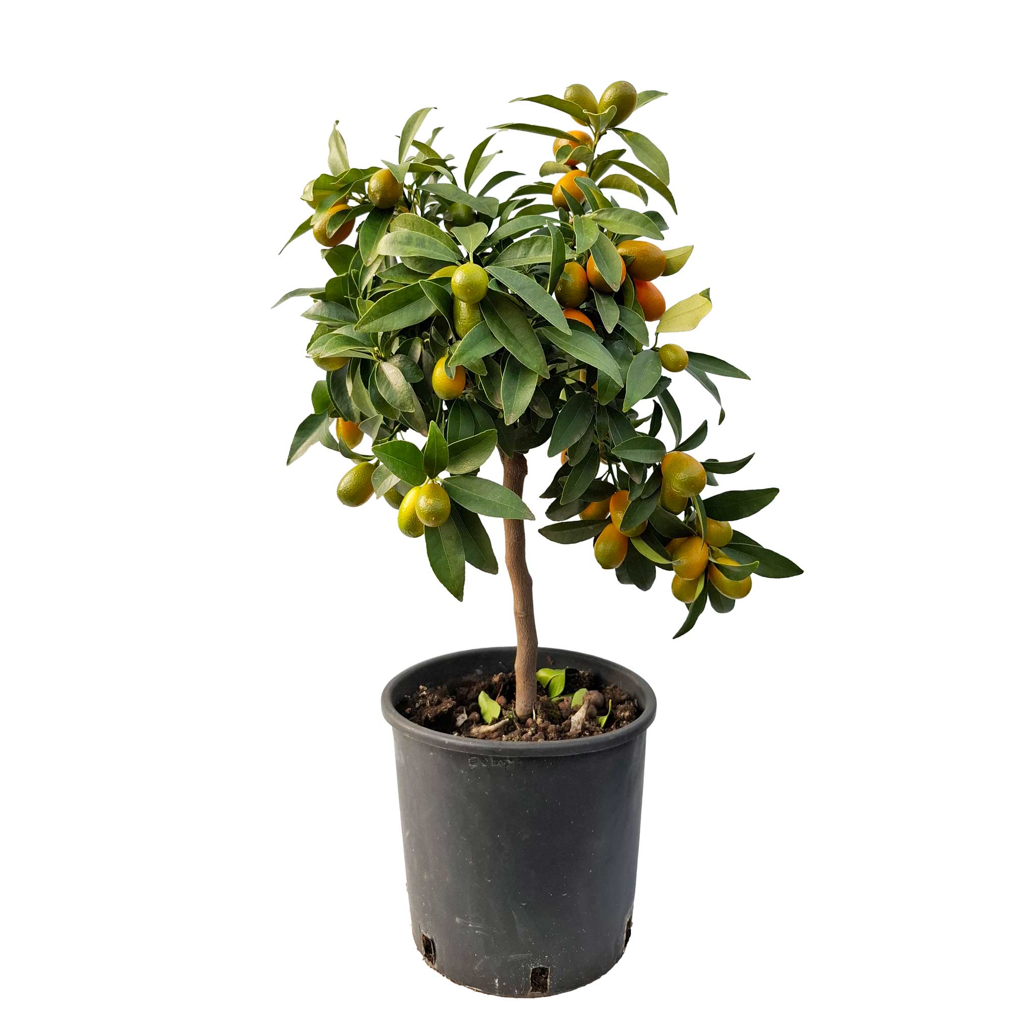 Citrus 20 cm Kumquat