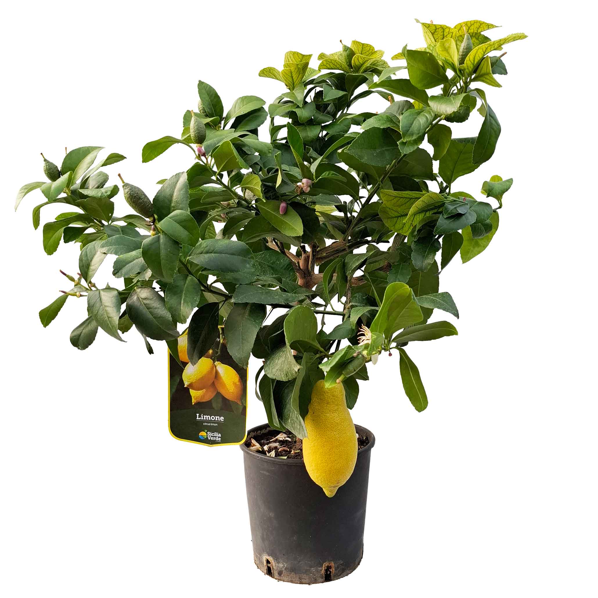 Citrus 20 cm Citron 1-4