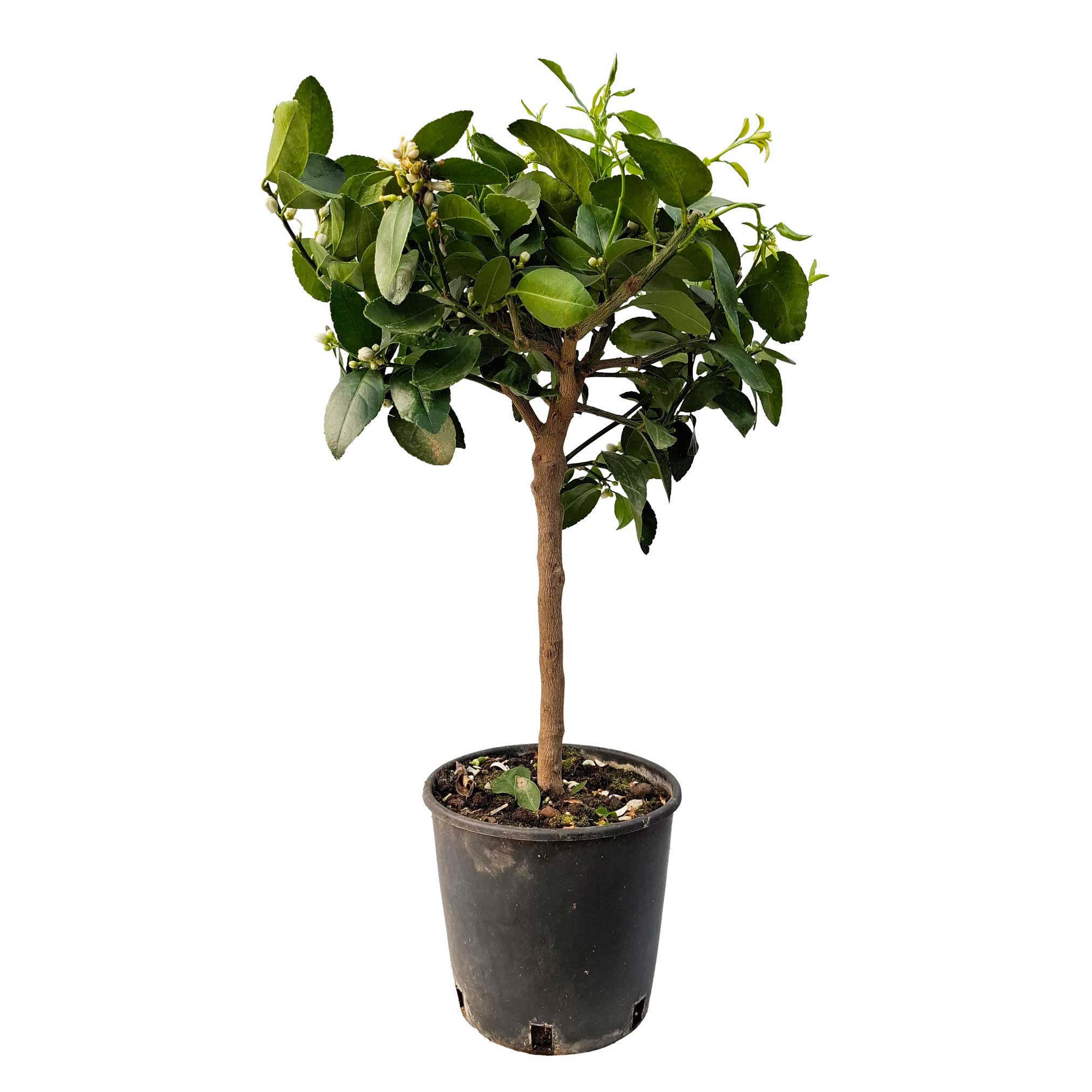 Citrus 20 cm Hystrix