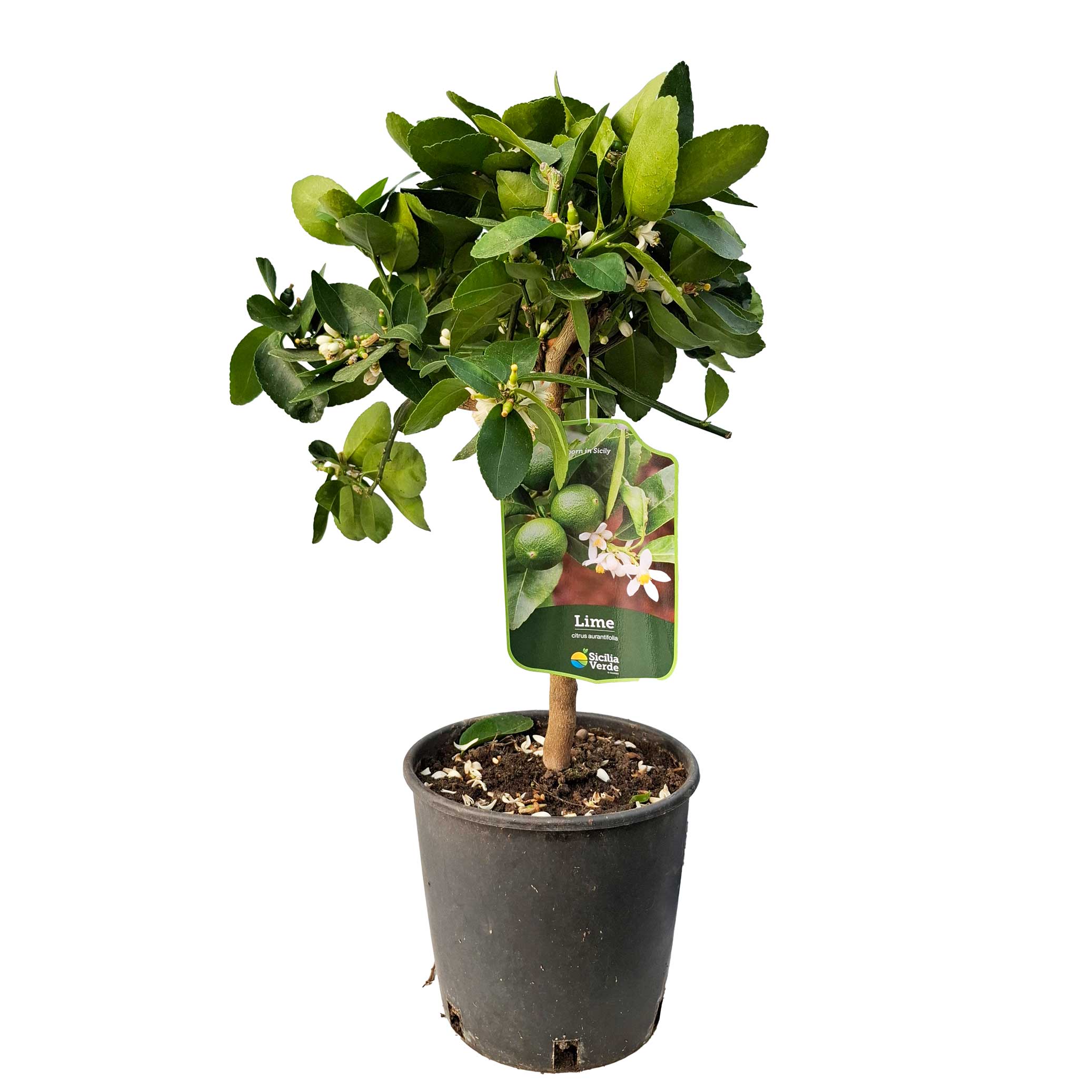 Citrus 20 cm Lime